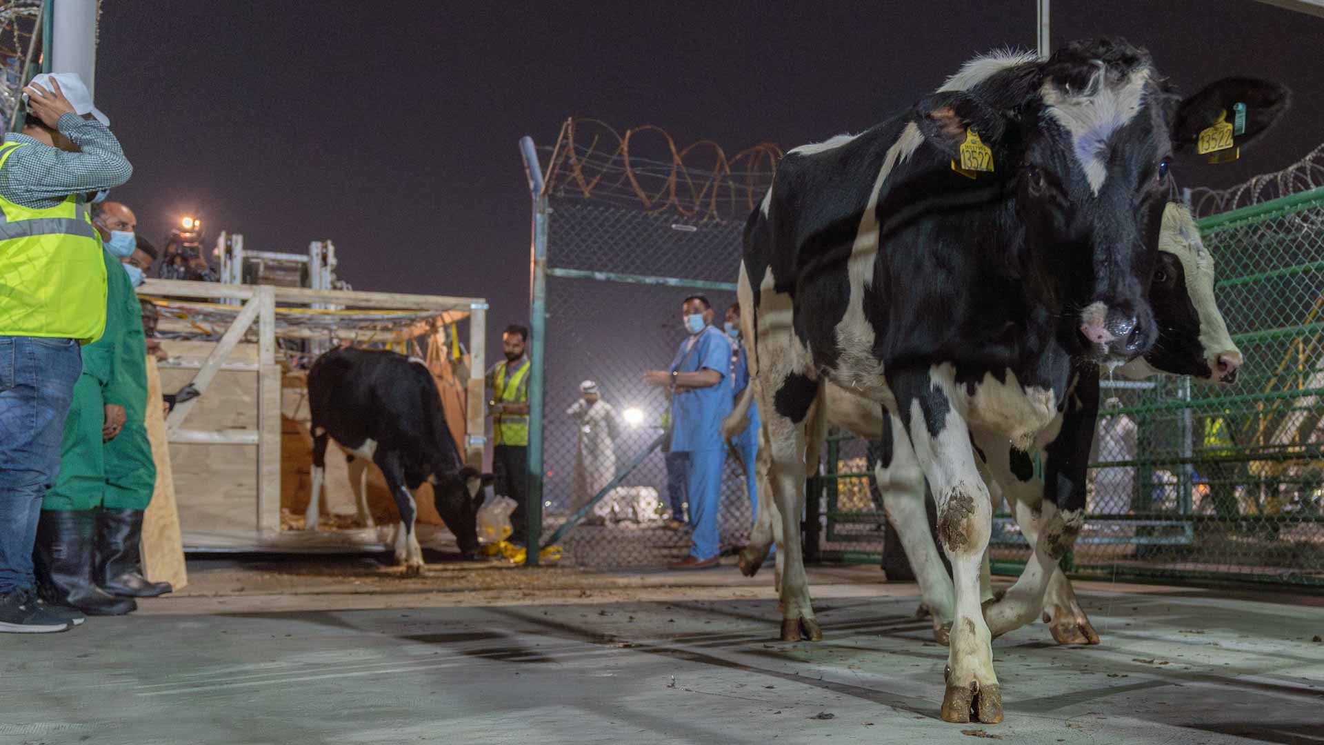 Image for the title: First Batch of Cows for Mleiha Dairy Farm Land at SA 