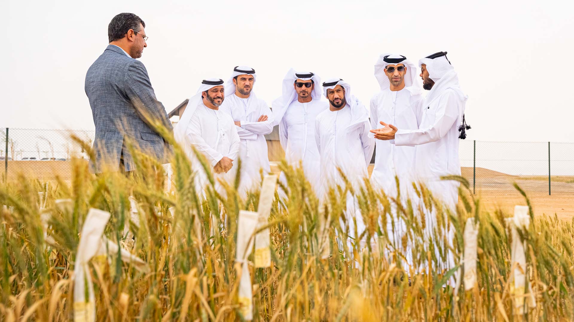 صورة بعنوان: الزيودي: مزرعة القمح بمليحة قصة نجاح مهمة في جهود استدامة الغذاء 