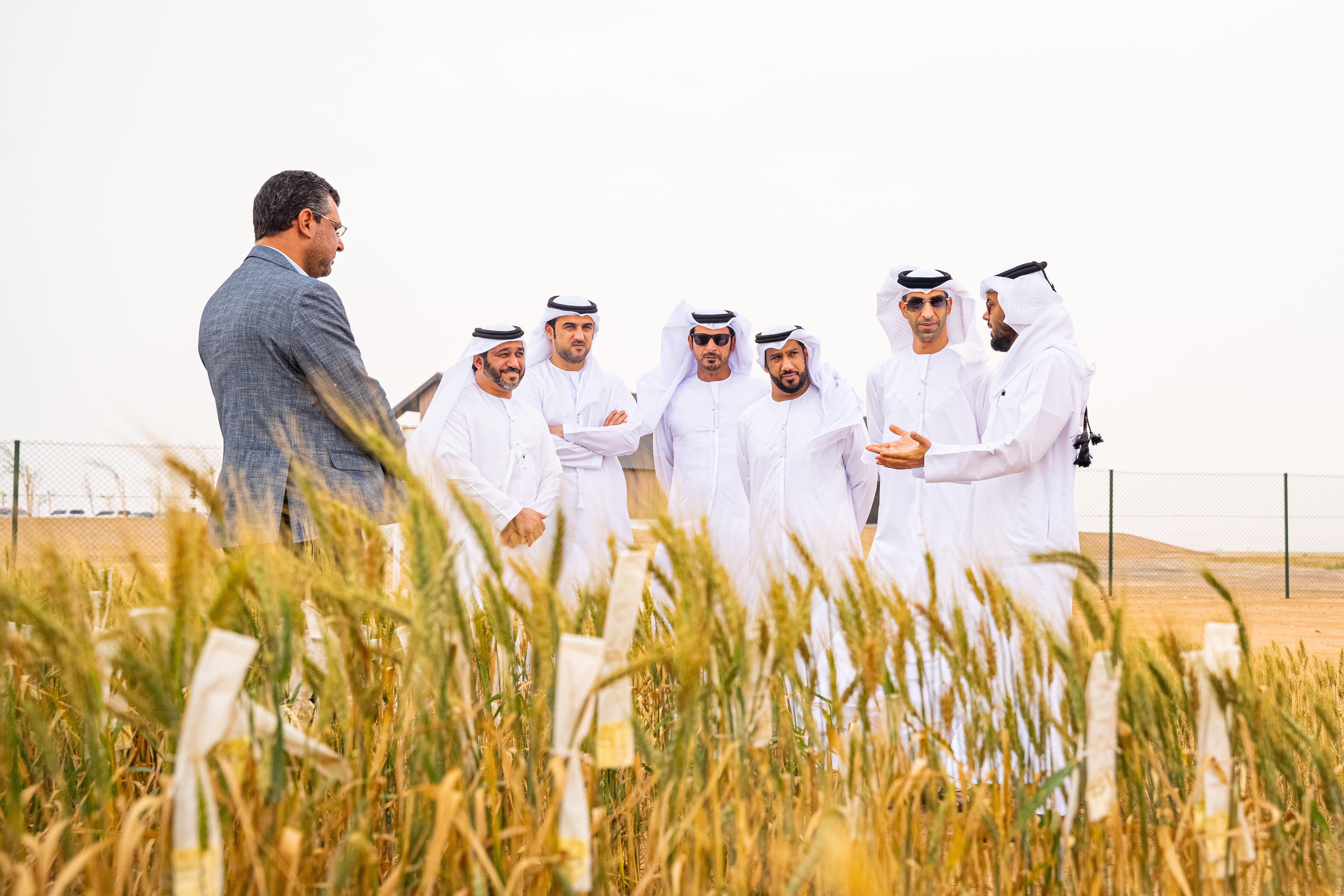 Image for the title: Al Zeyoudi spotlights Mleiha Wheat Farm visit 