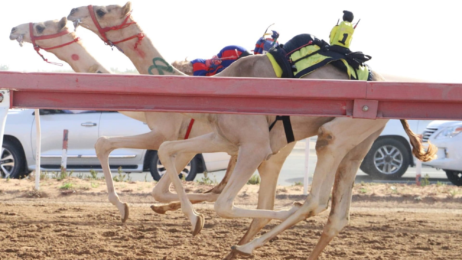 Image for the title: Thrilling camel racing draws huge crowds to Al Dhaid 