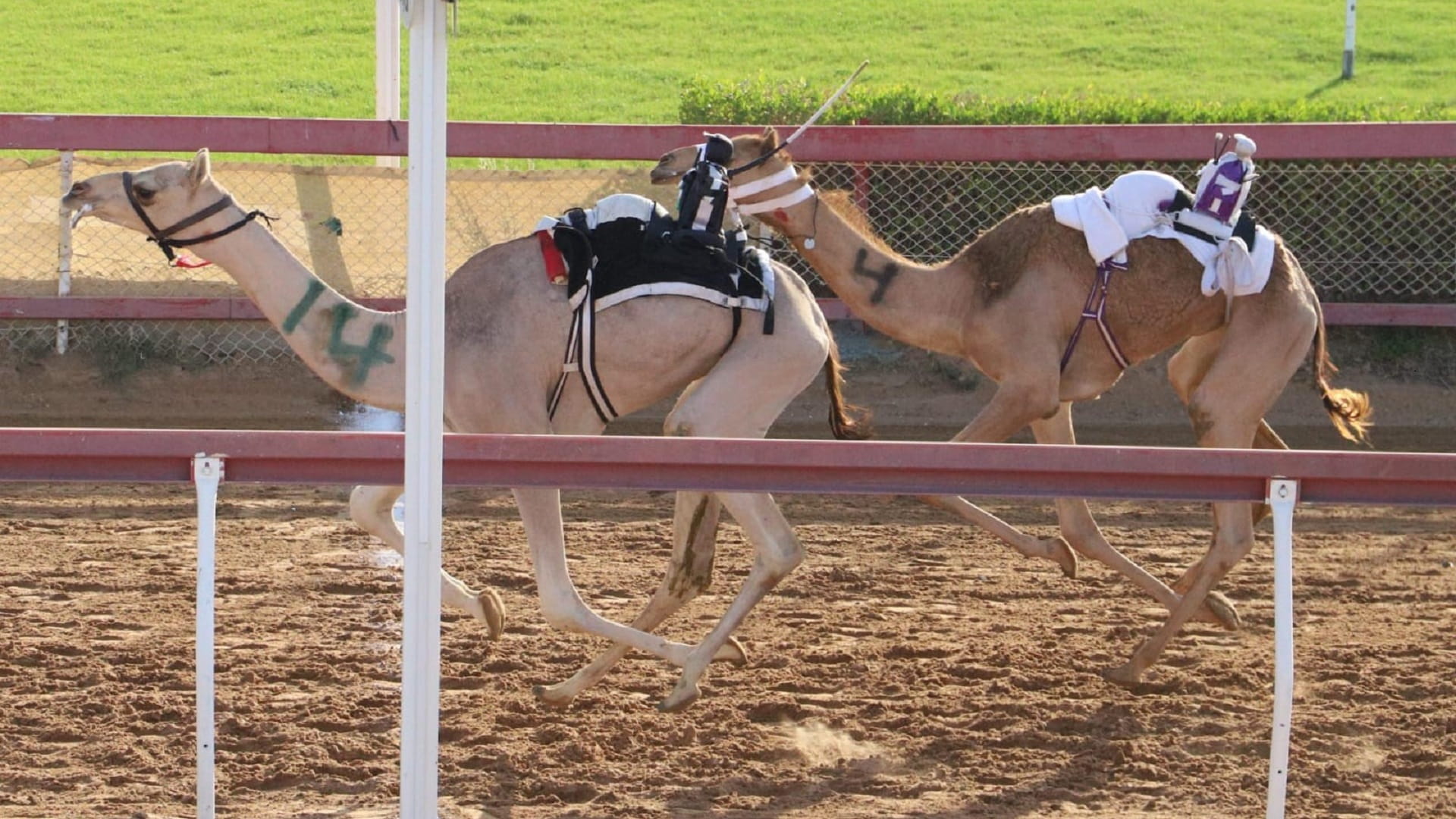 صورة بعنوان: ميدان الذيد لسباقات الهجن يشهد منافسات جديدة لسن الفطامين 