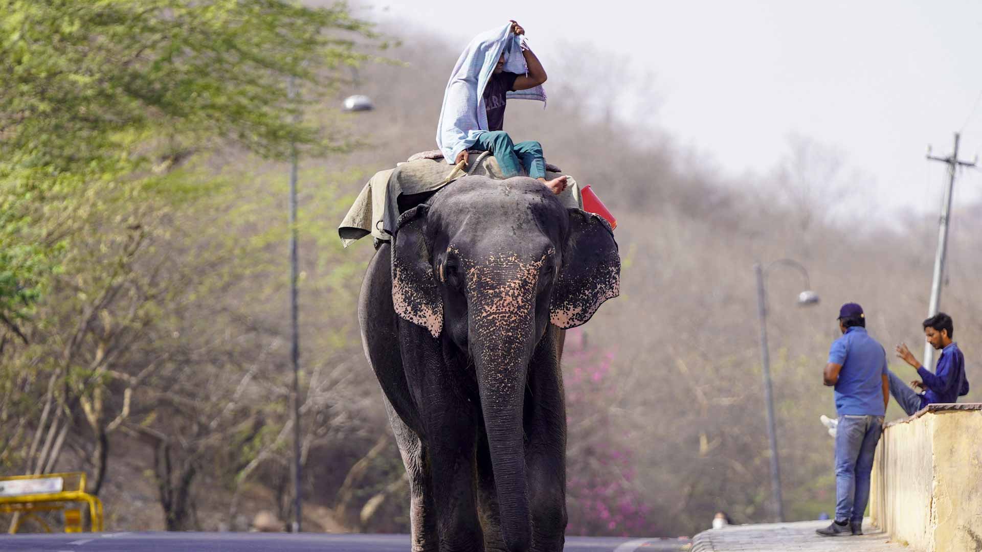 Image for the title: India court urges heatwave emergency declaration 