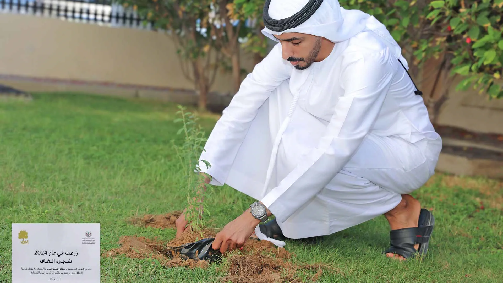 Image for the title: Rooting for change: SDPW cultivates Ghaf Tree in eco-forward move 