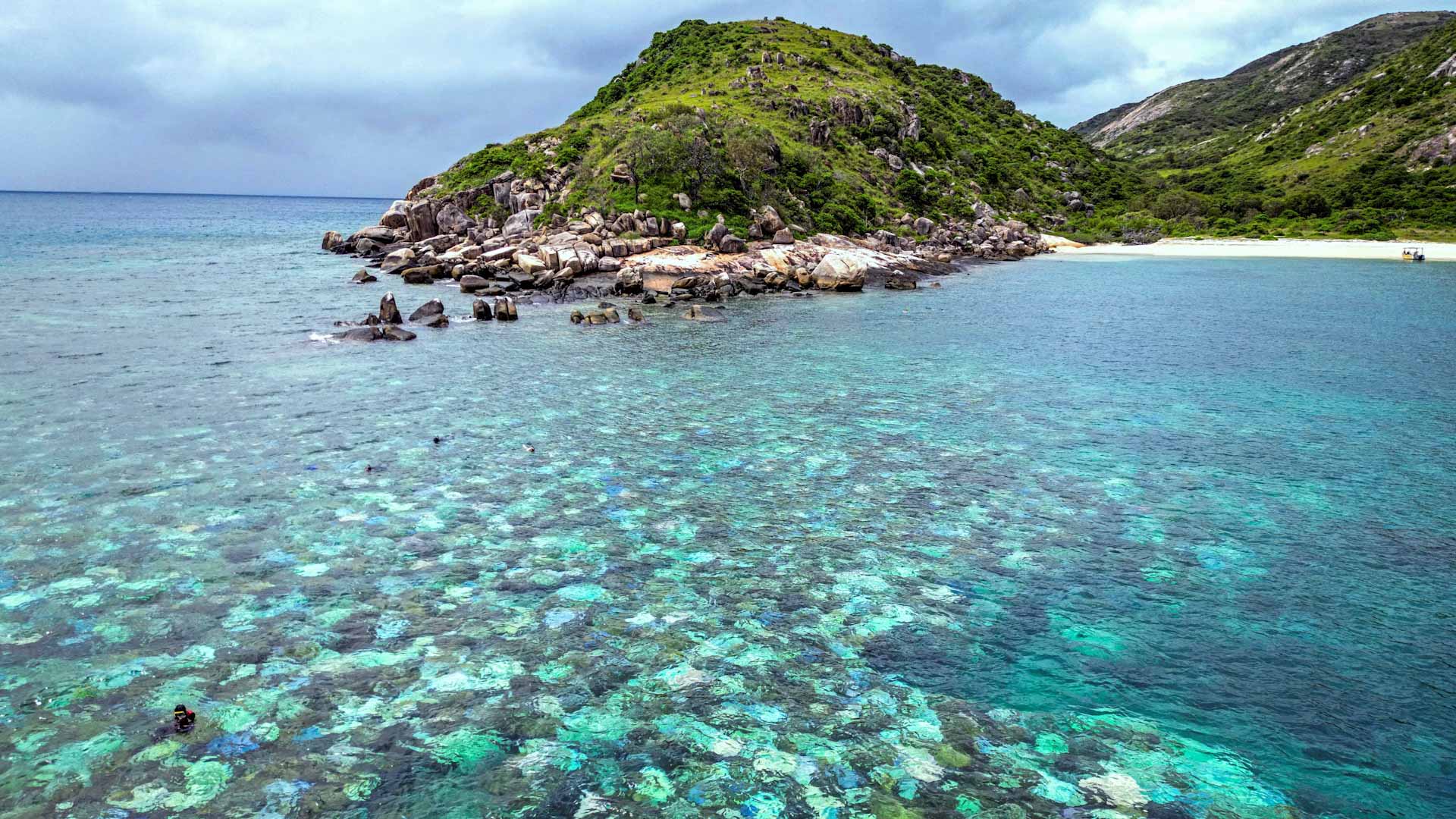 Image for the title: Great Barrier Reef experience record coral mortality rates 