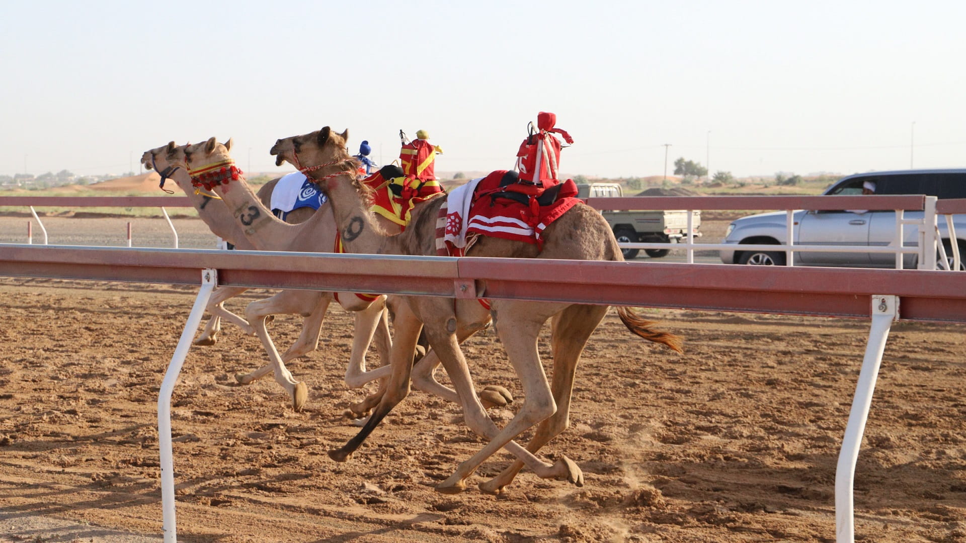 Sharjah Camel Racing Club to mark UAE’s 53rd National Day 
