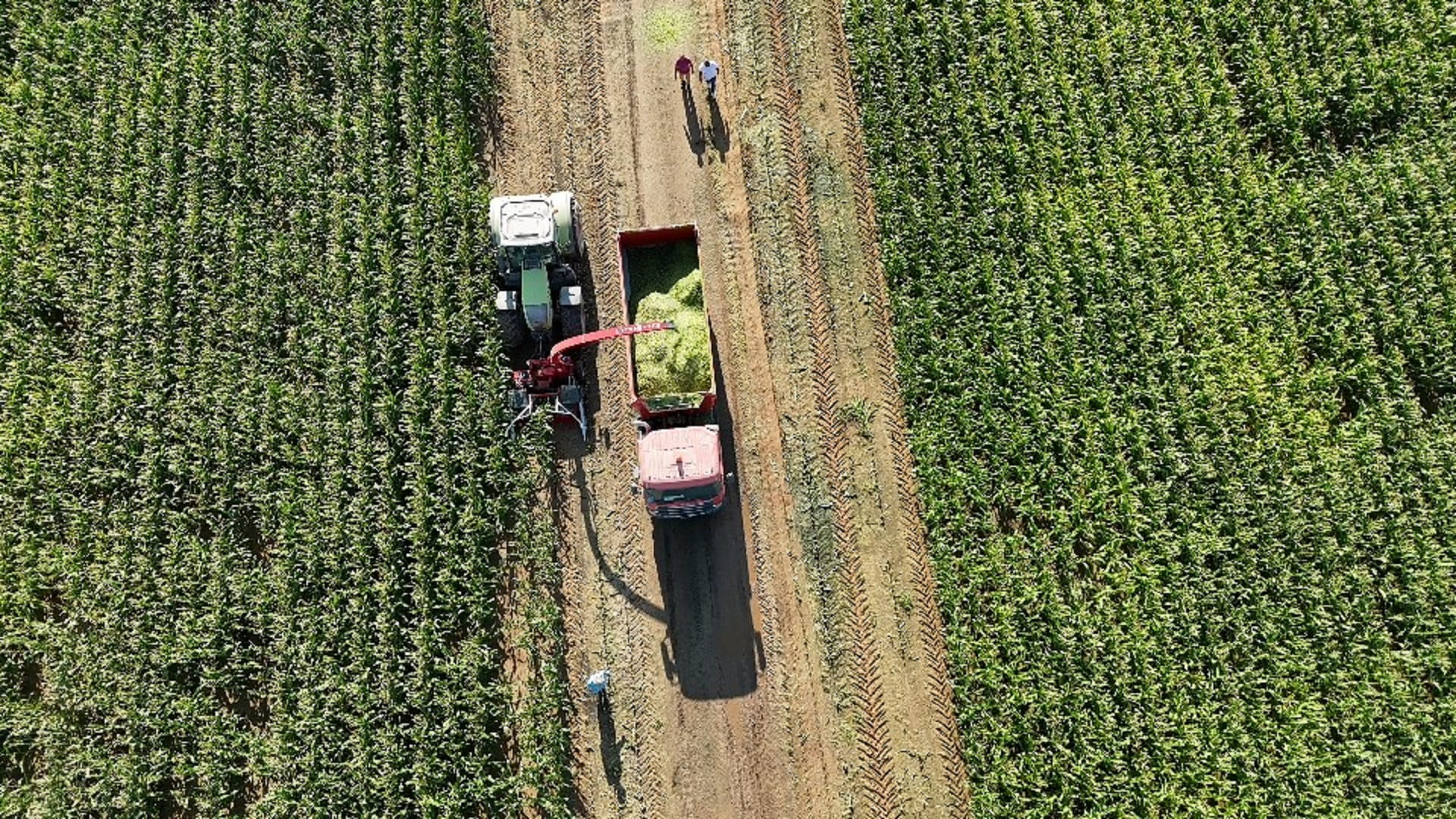 First Organic Silage Production Trial at Al Maliha Farm succeeds 