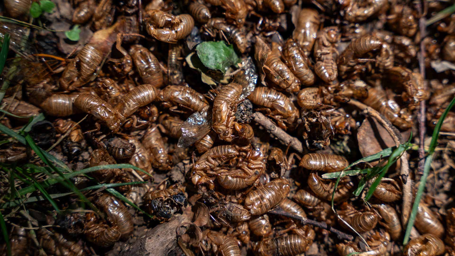 بعد قرنين من الزمن.. جحافل الزيزان تستعد لغزو أميركا 