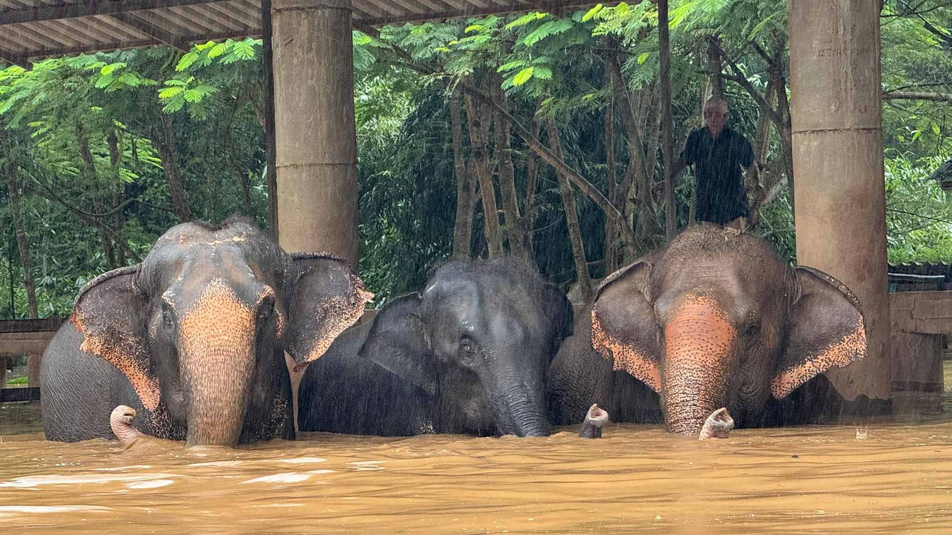 Elephants evacuated, animals stranded in floods in Thailand