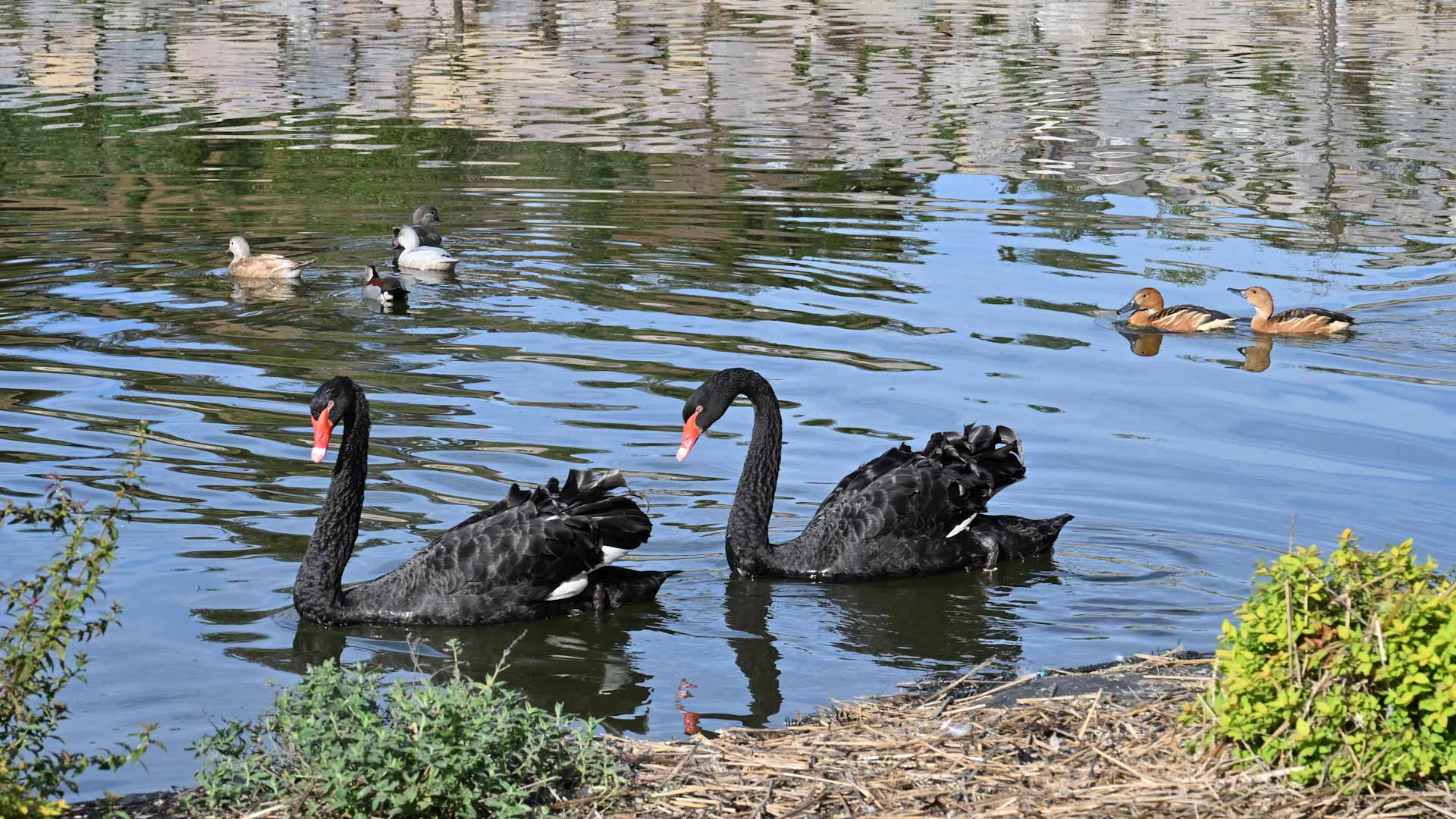 Van Gogh's 'Starry Night' inspires Bosnian park