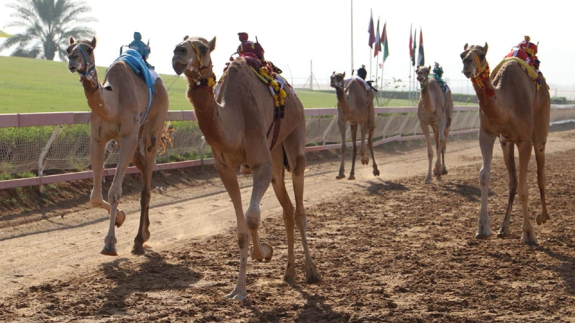 مهرجان حاكم الشارقة لسباقات الثالث الهجن ينطلق 3 نوفمبر القادم 