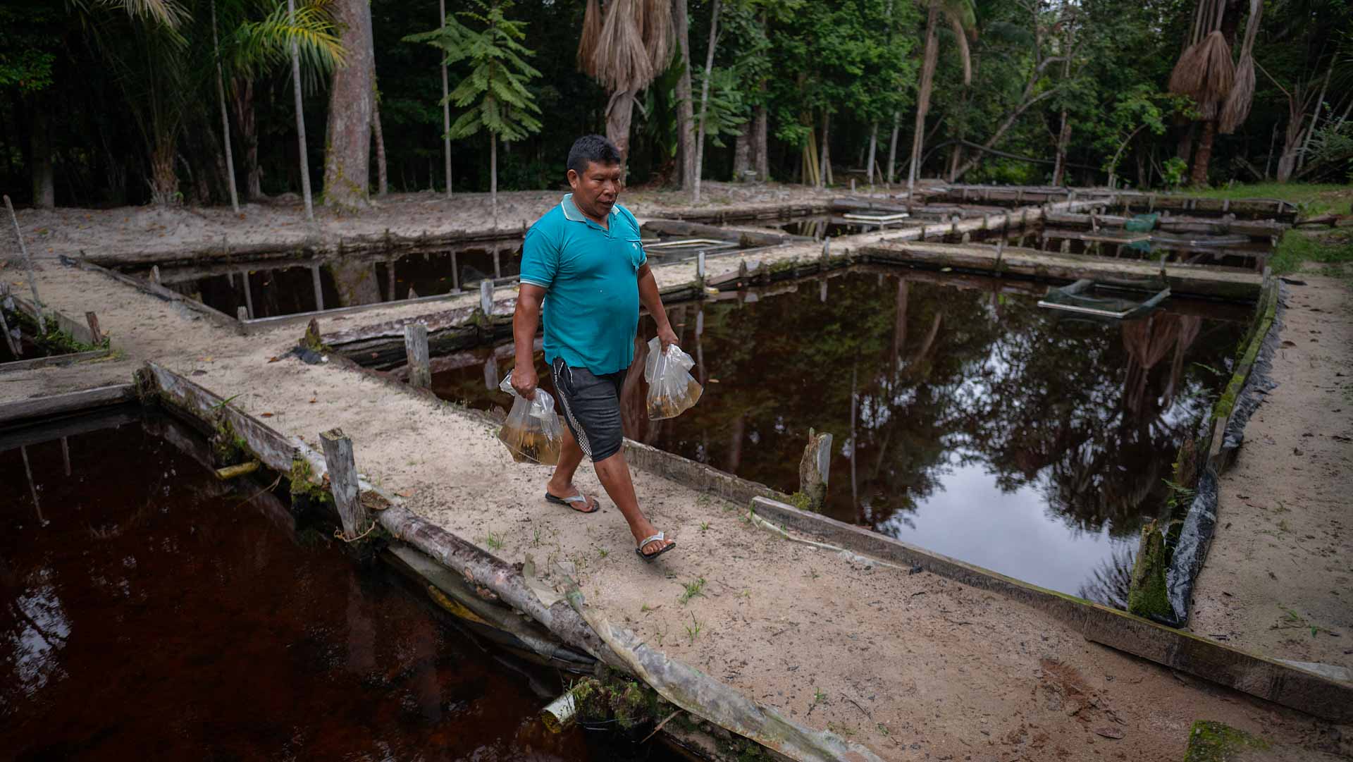 Image for the title: From Colombia's jungle to the world's fish tanks