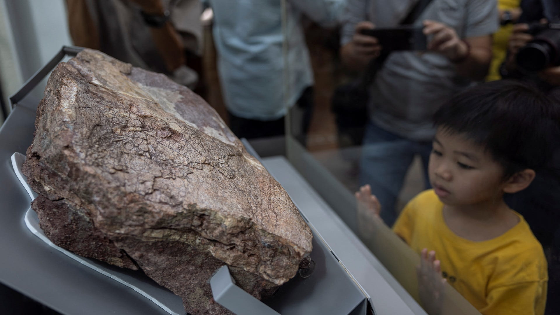 لأول مرة.. هونغ كونغ تعرض حفريات ديناصور ضخم من العصر الطباشيري 