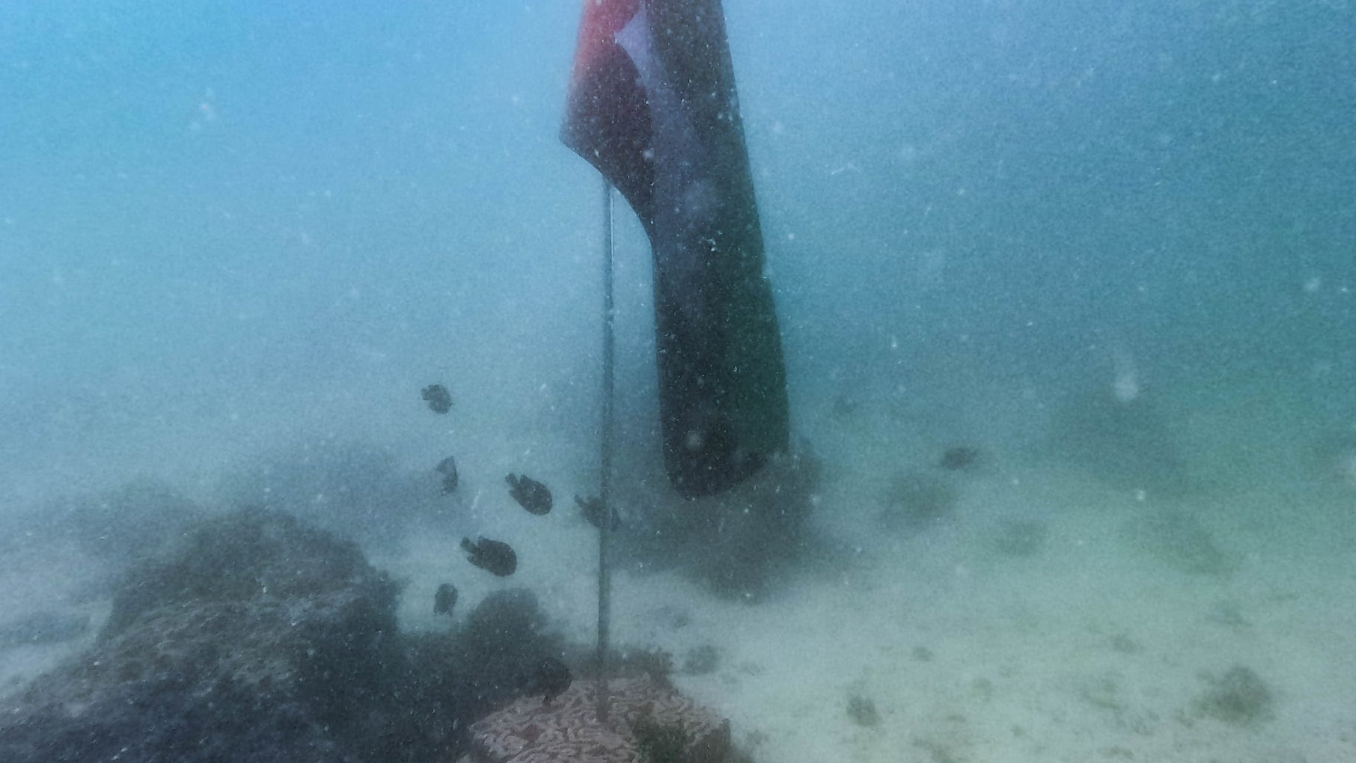 SIMSC raises UAE Flag on 3D Coral Mold in Khorfakkan Waters