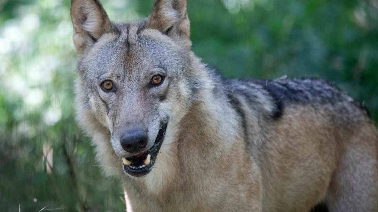 إجازة قتل الذئاب في النمسا تثير جدلاً واسعاً 