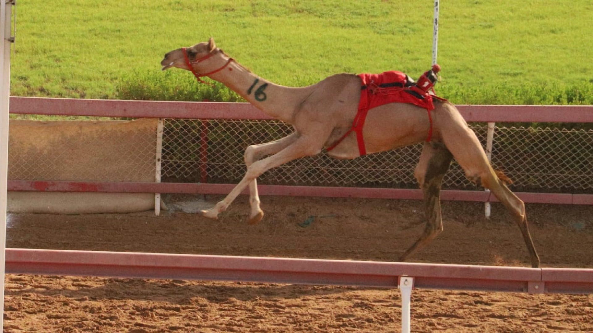 "Al Shahm" sets new record in President's Diwan Cup Tag 