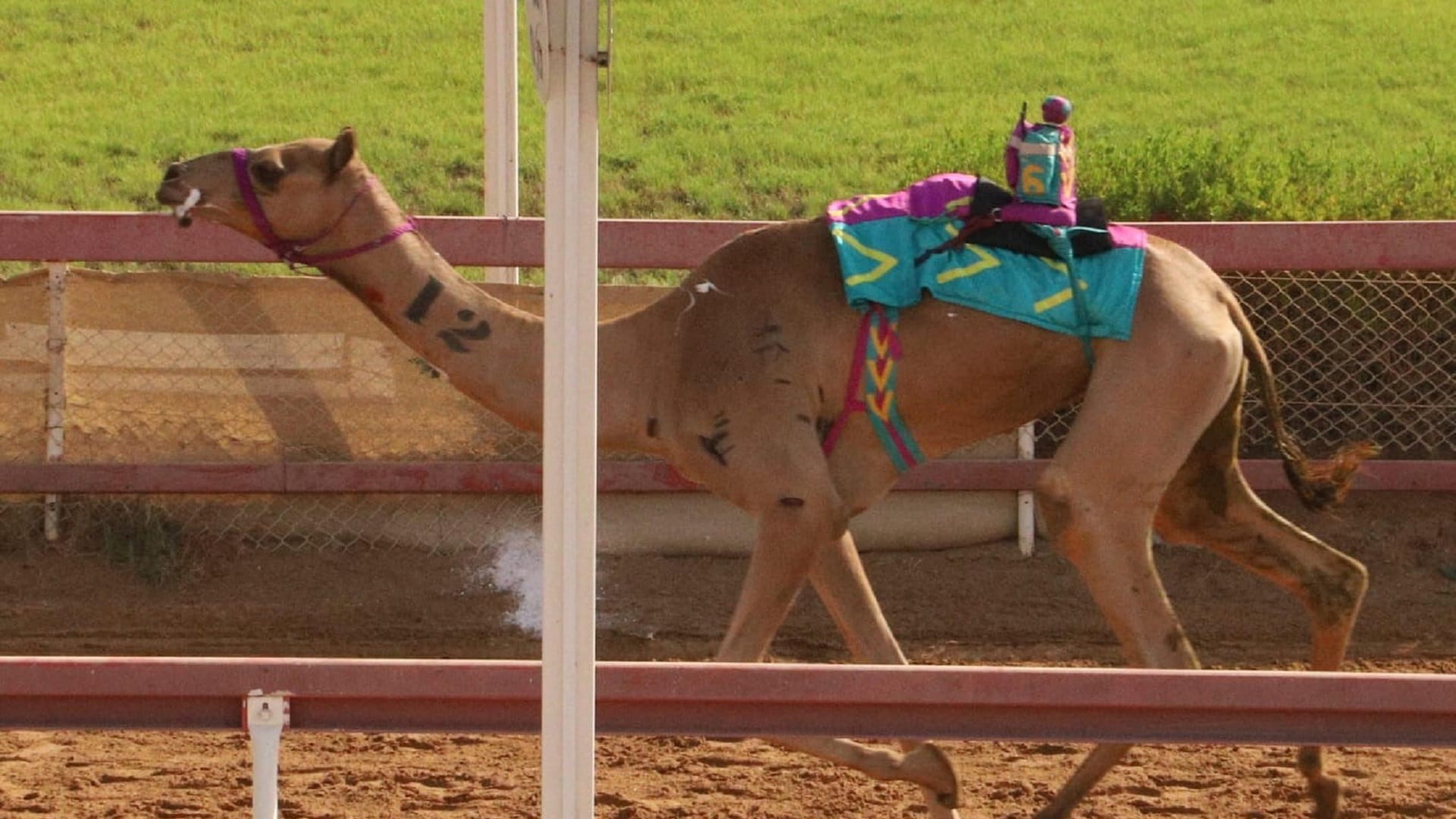 ميدان الذيد لسباقات الهجن يستضيف منافسات سن الإيذاع 