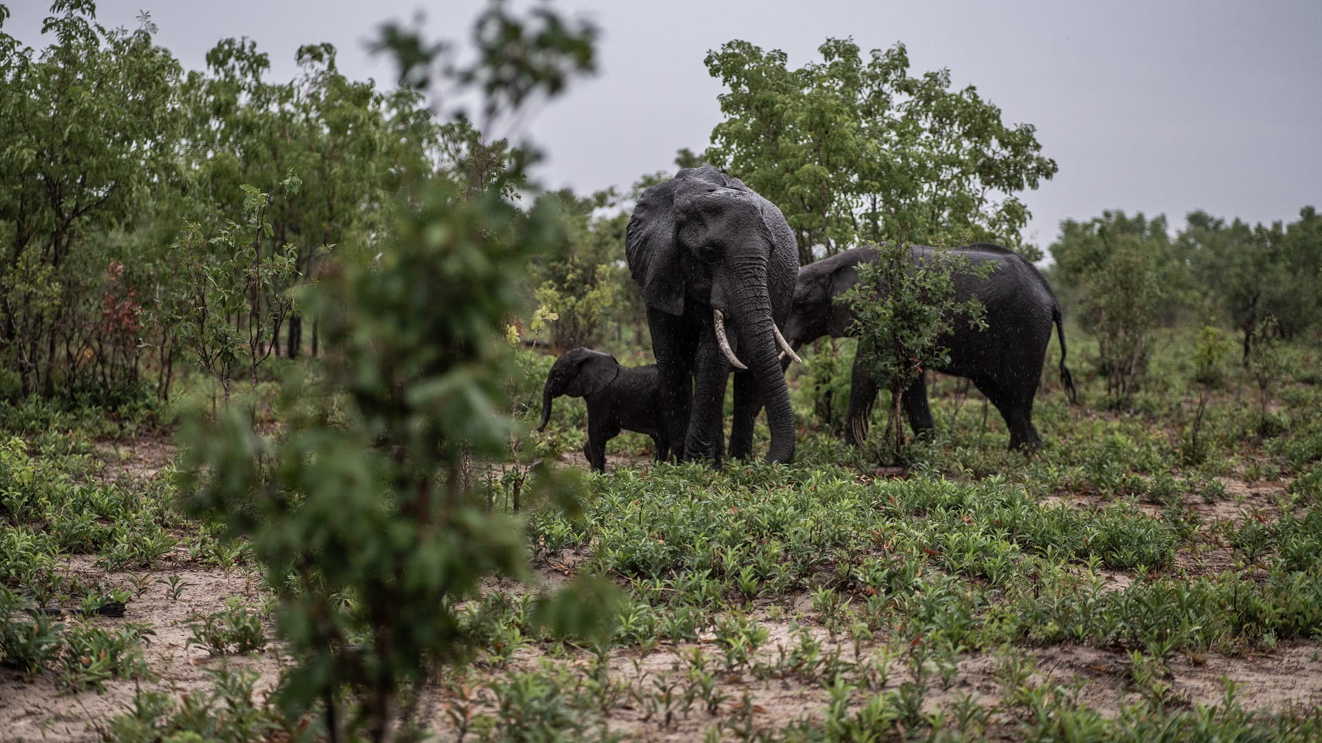 Zimbabwe to cull 200 elephants amid food shortages 