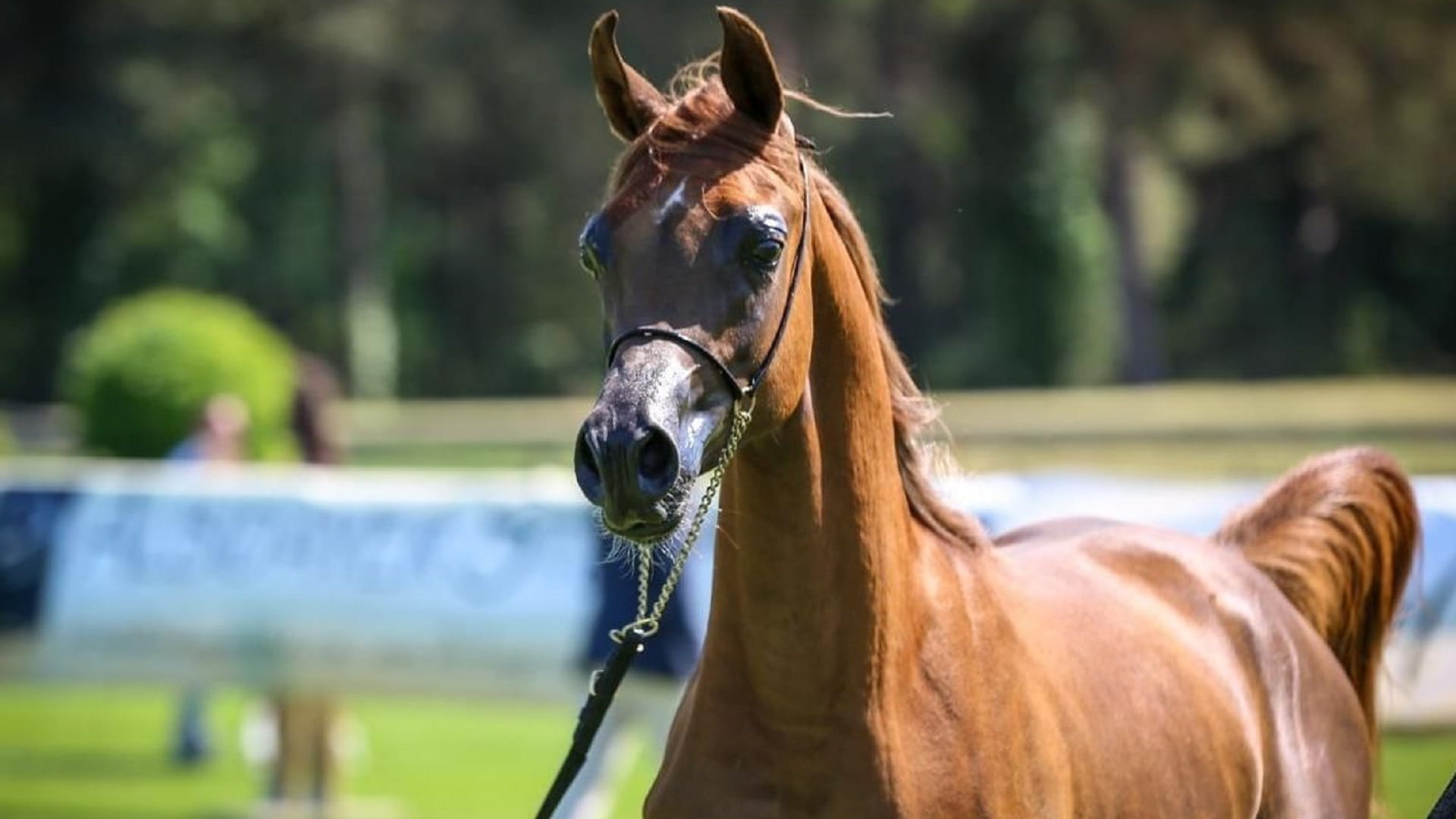 كأس الإمارات العالمي للخيول العربية يدعم بطولة روسيا الوطنية 