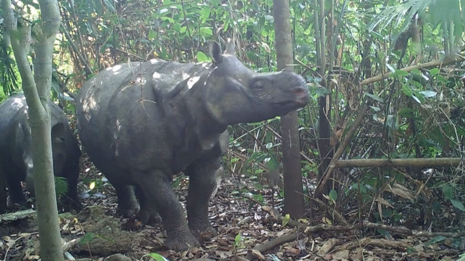 رصد حيوان جديد من وحيد القرن الجاوي في متنزه وطني في إندونيسيا 