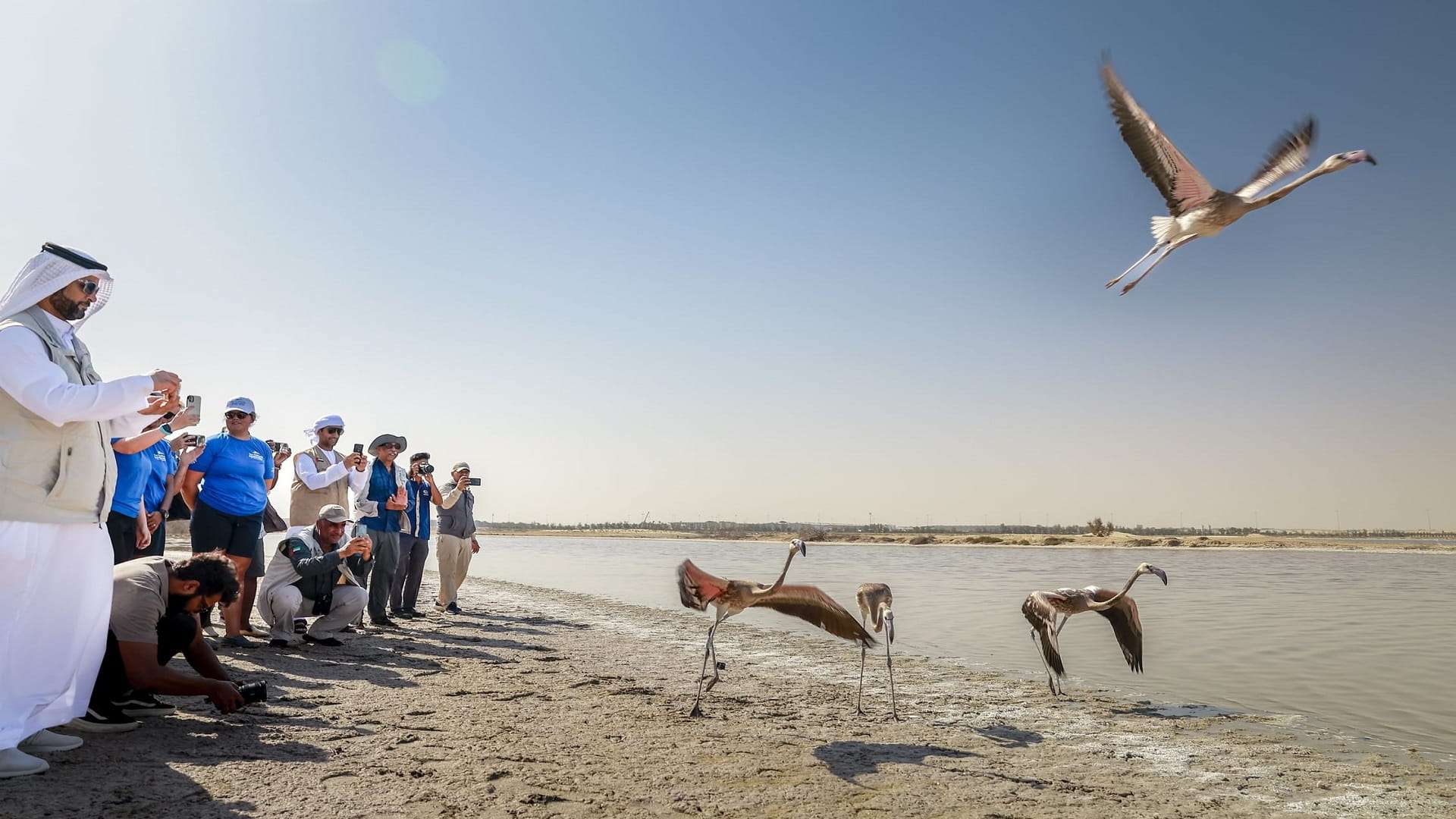 ضمن محمية الوثبة... إنقاذ وإعادة إطلاق 10 من طيور الفلامنجو 