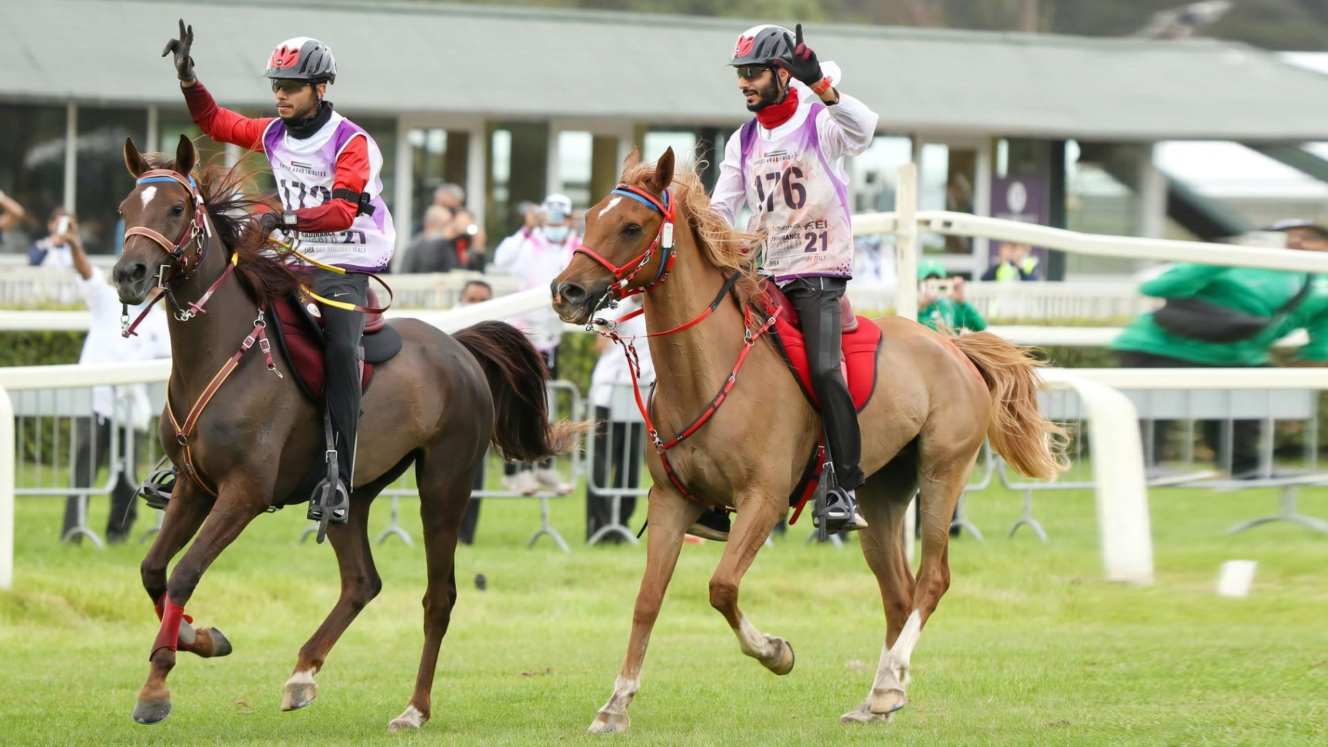 الإمارات تشارك في بطولة العالم للقدرة للخيول الصغيرة بإيطاليا 