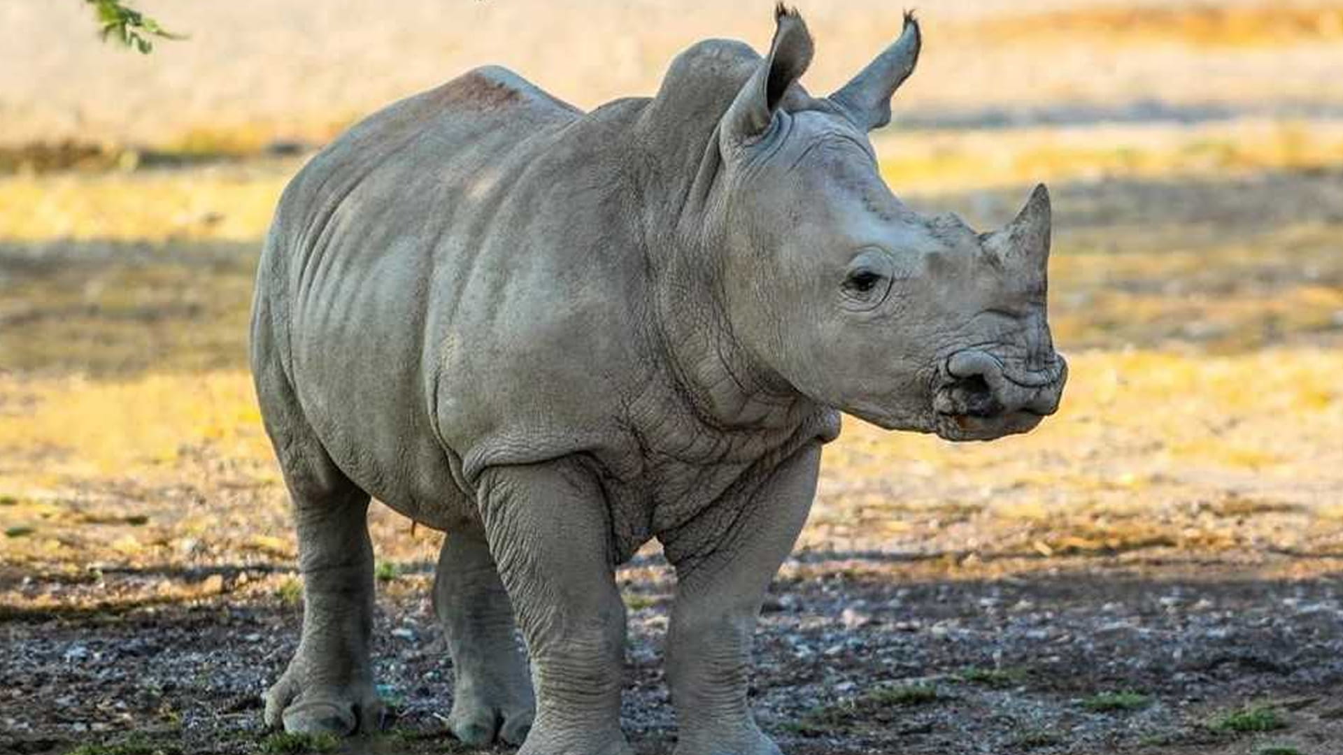 Sharjah Safari’s 4th season promises exceptional wildlife exp. 