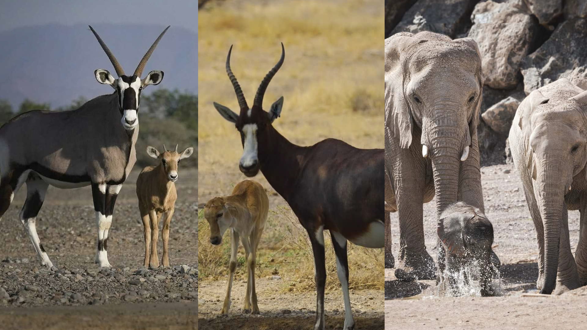 رابع مواسم "سفاري الشارقة" ينطلق 23 سبتمبر بتجربة استثنائية  