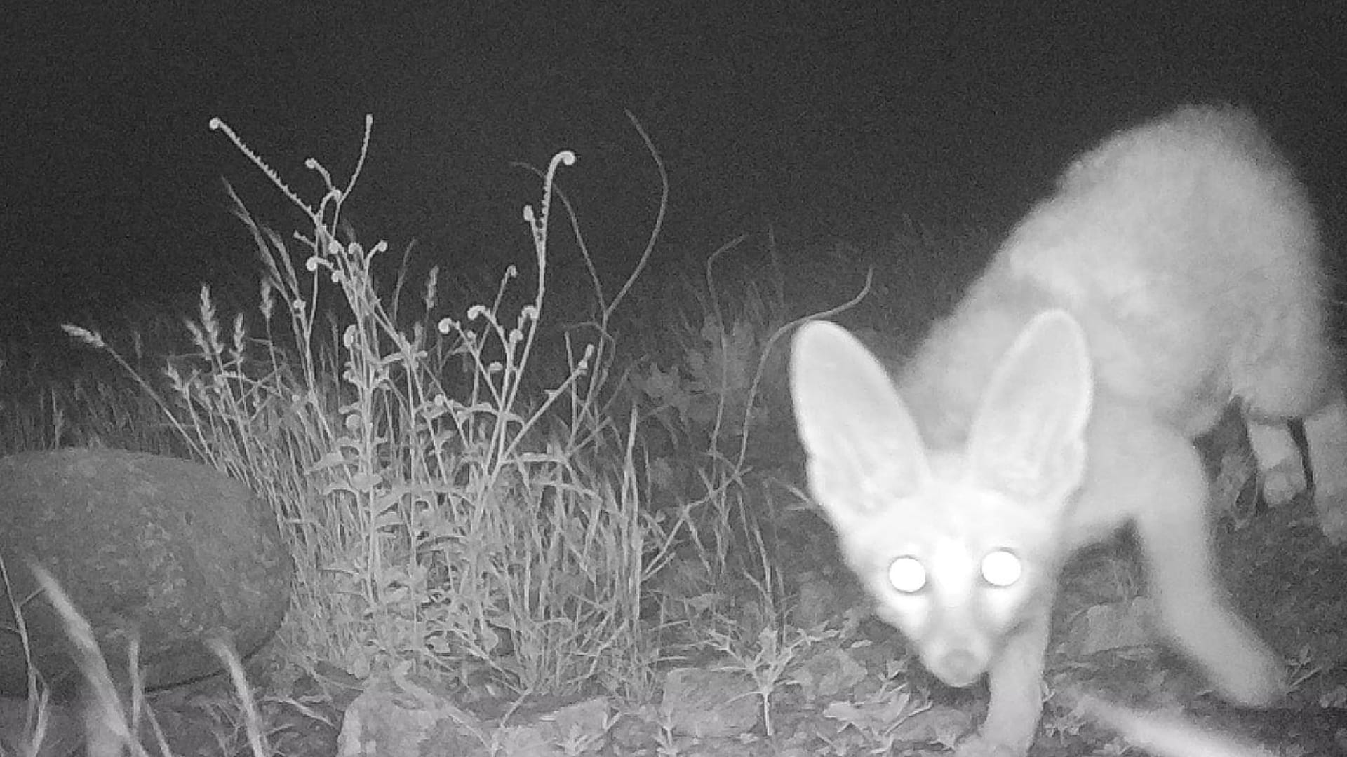 في الفجيرة..ثعلب بلانفورد المهدد بالانقراض يظهر فجأة بوادي الوريعة 