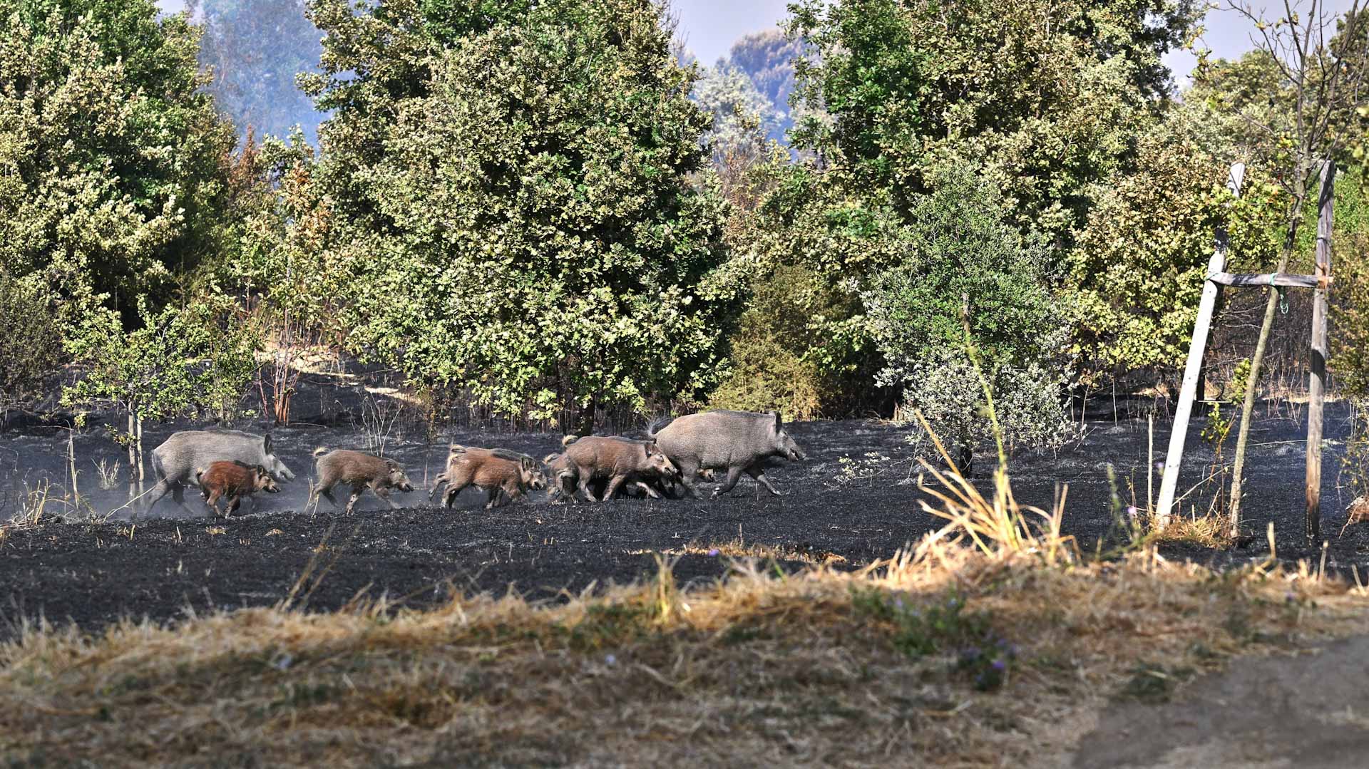  Italy battles swine fever