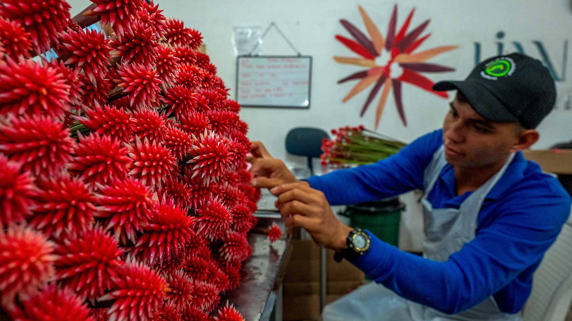 Colombia's Inirida flower: from 'weed' to emblem for UN meeting 