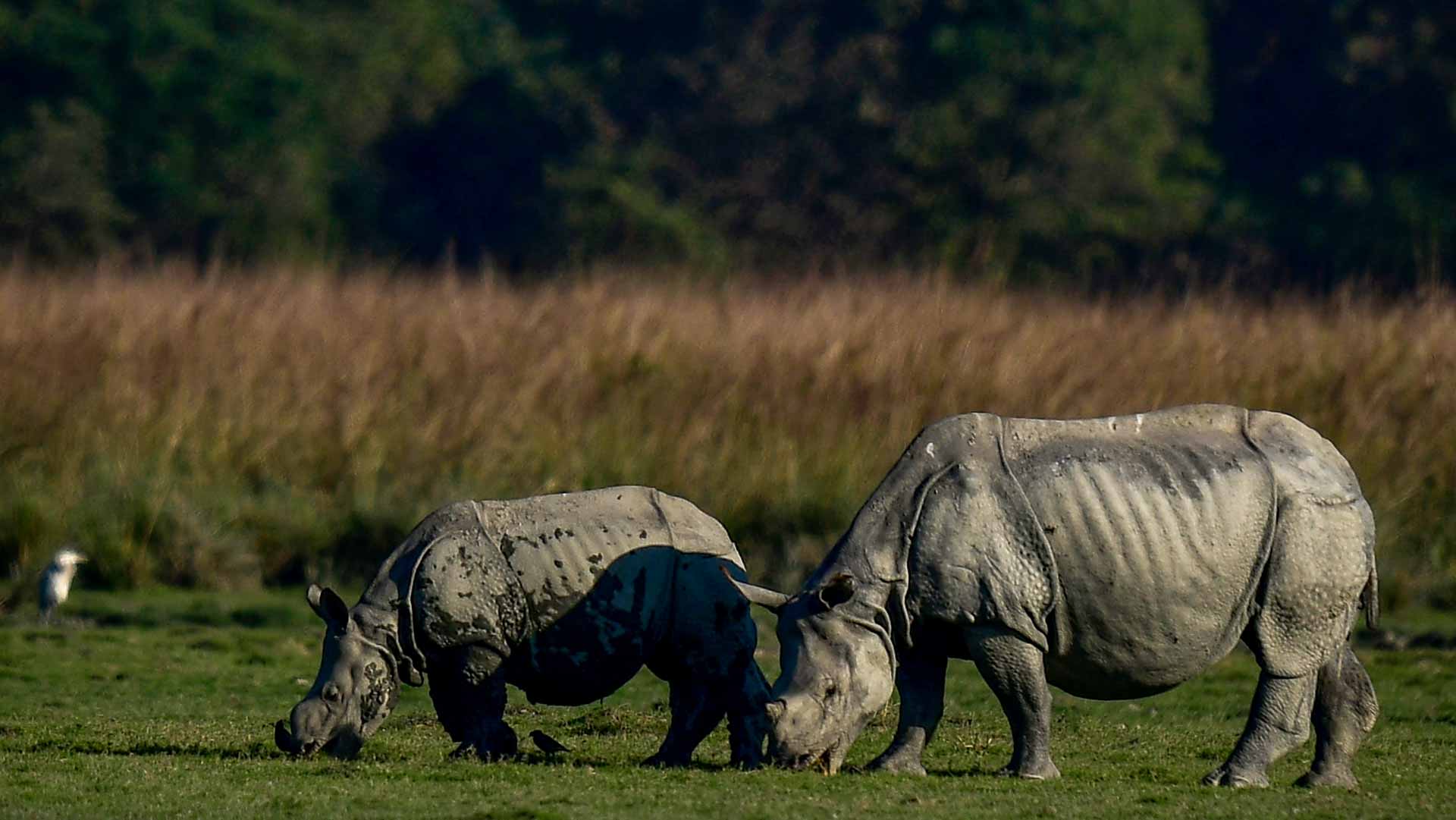 India's one-horned rhino numbers charging ahead 