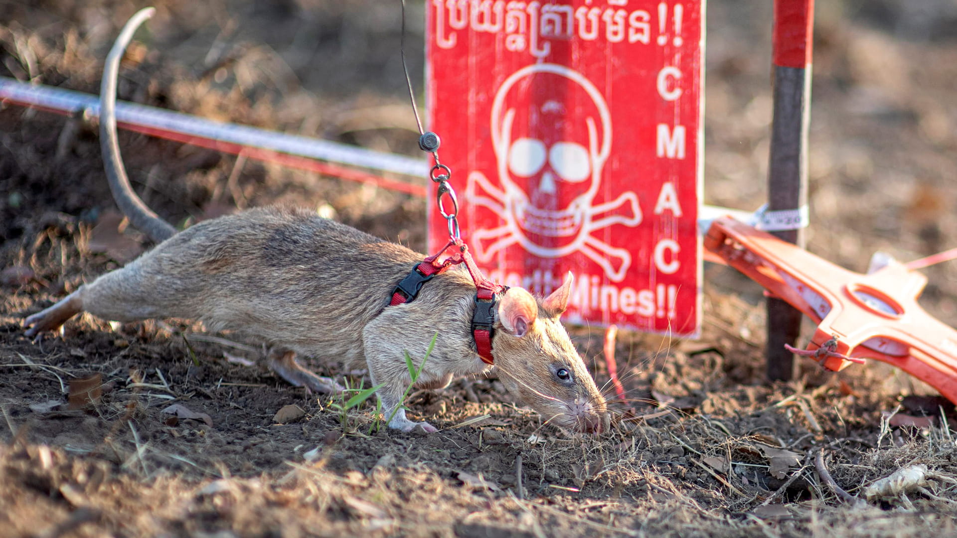جرذ بكمبوديا يحطم الرقم العالمي لأكثر القوارض رصداً للألغام 