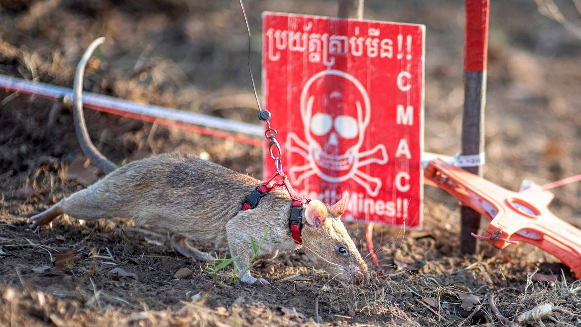 Rat earns world record for sniffing landmines in Cambodia 
