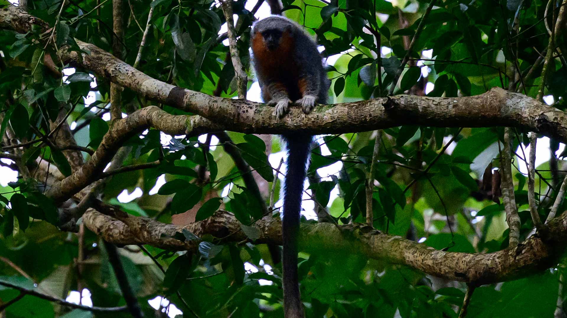 The race to save the Amazon's bushy-bearded monkeys 