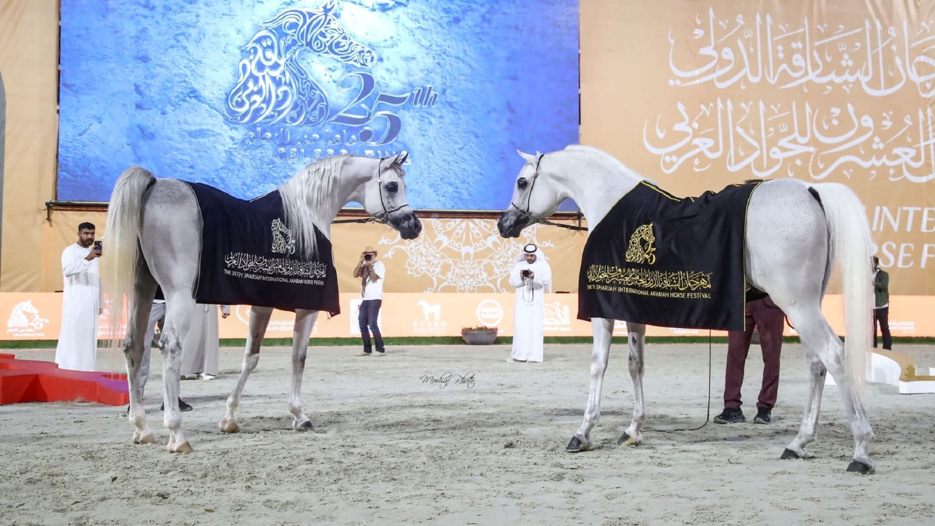 5 كؤوس ملونة لمربط دبي في ختام مهرجان الشارقة للجواد العربي 