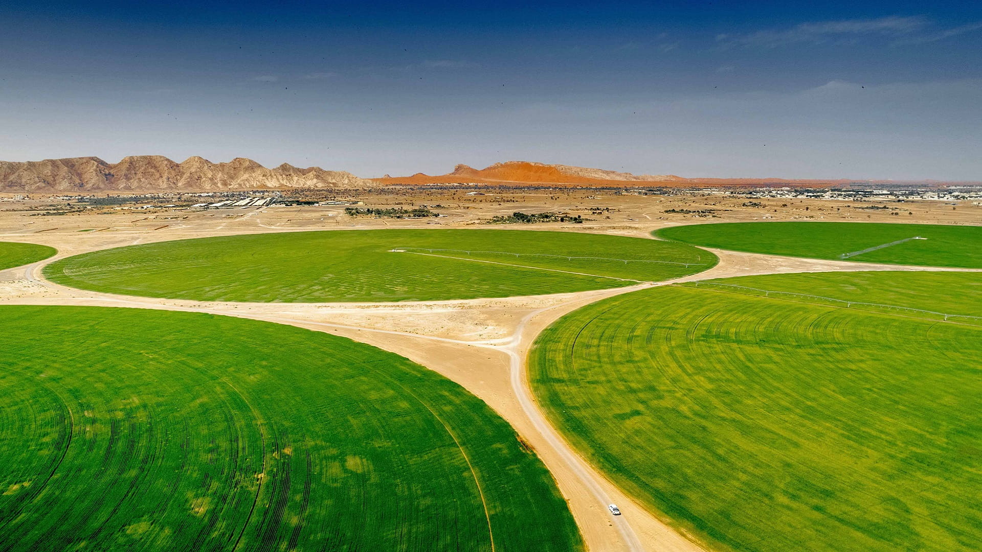 الشارقة تحقّق إنجازاً غير مسبوق في جودة القمح بتقنيات زراعية مبتكرة 