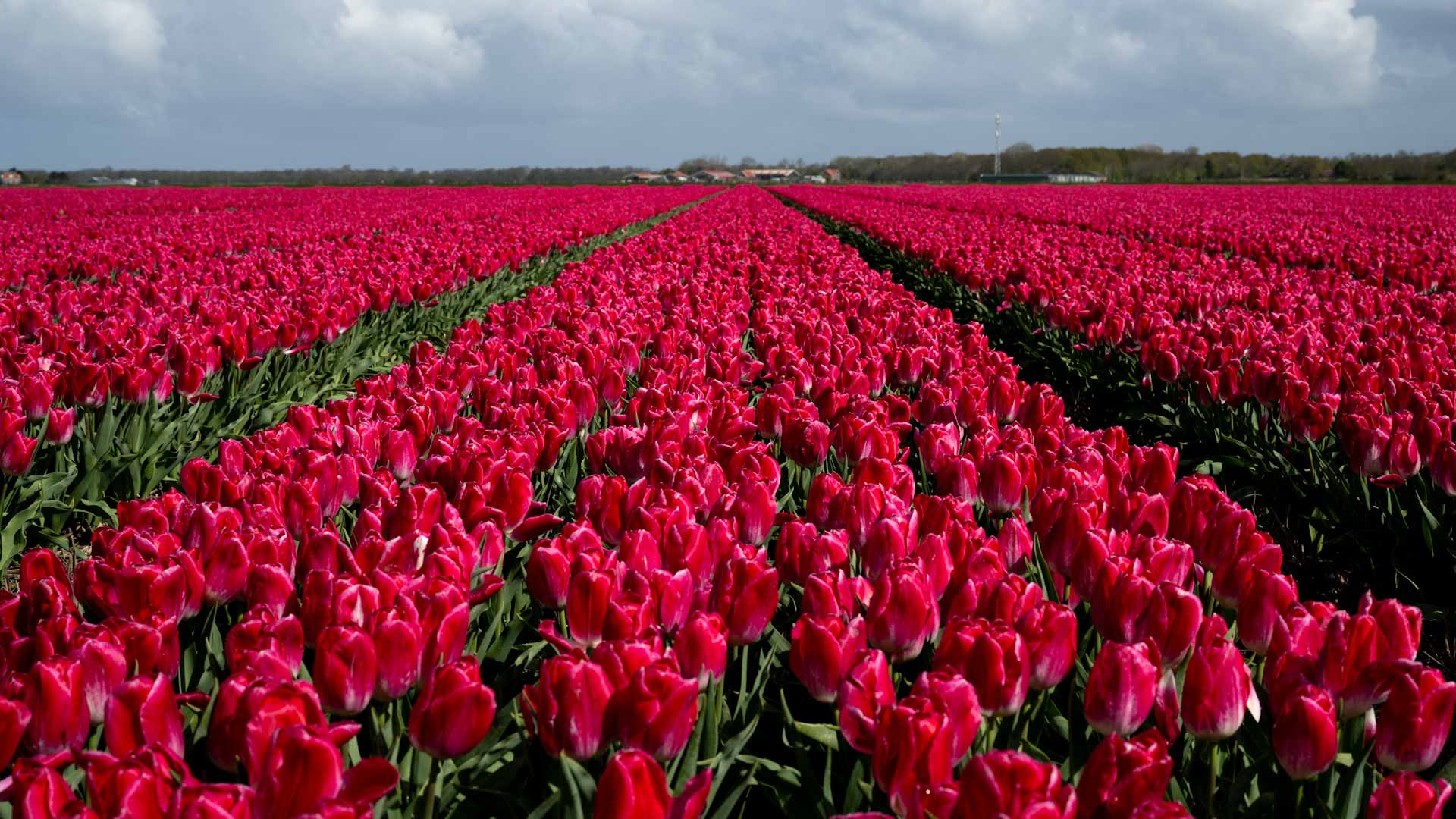 Dutch flower growers understand complex problem of pesticides 