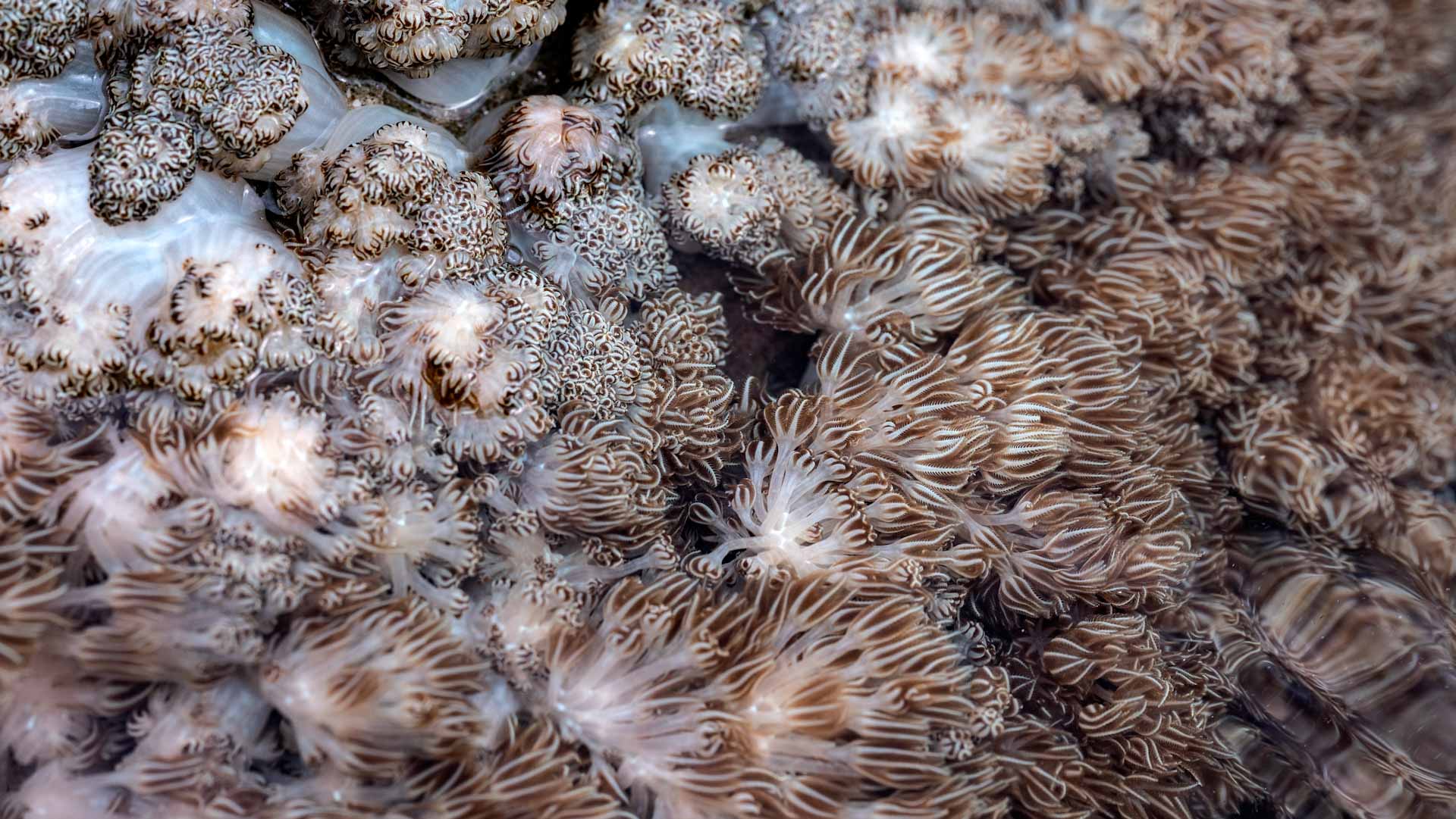 أزمة غير مسبوقة.. 84% من الشعاب المرجانية تعاني من ظاهرة الابيضاض 