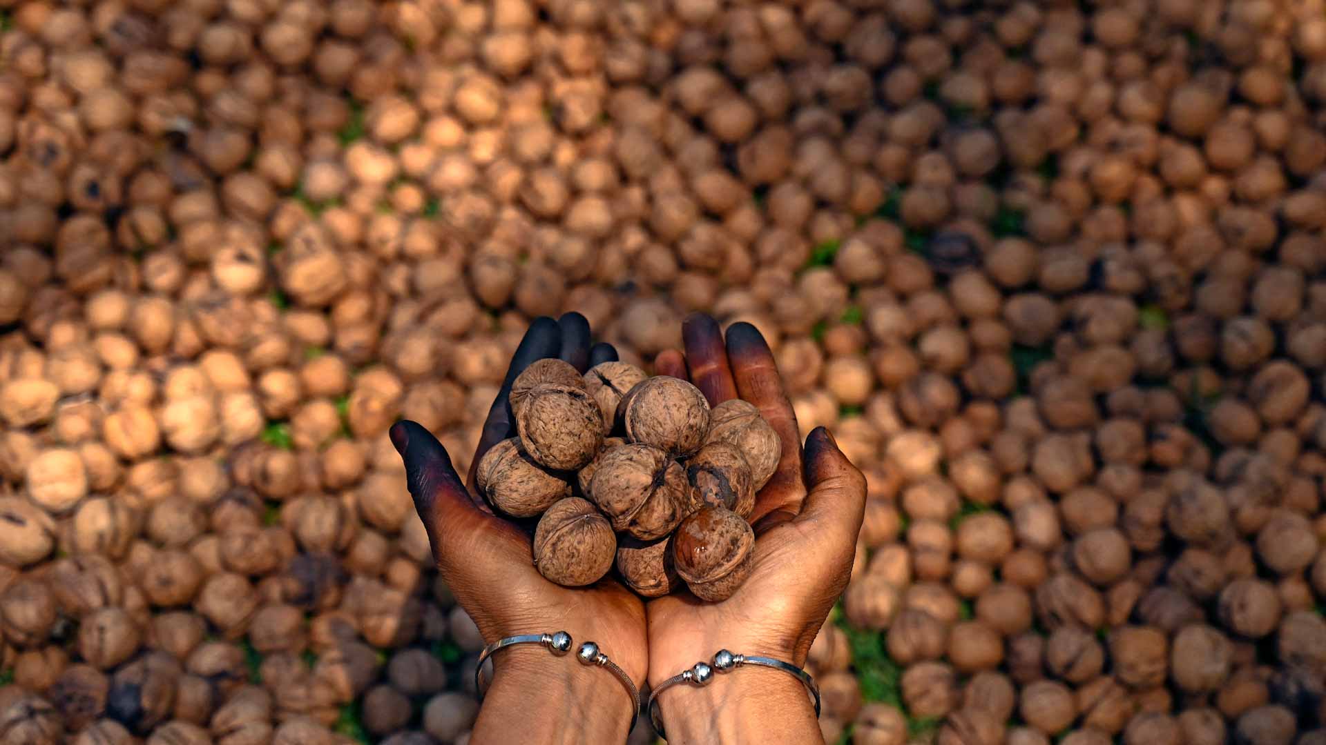 دراسة تكشف: الجوز سلاح طبيعي للوقاية من سرطان القولون 