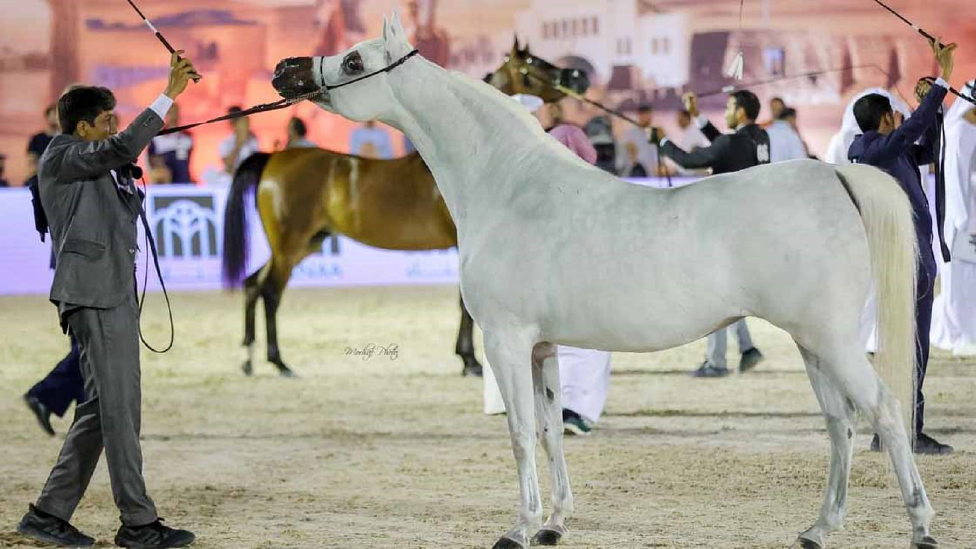 البحرين تستضيف بطولة كأس الإمارات العالمي لجمال الخيل العربية 