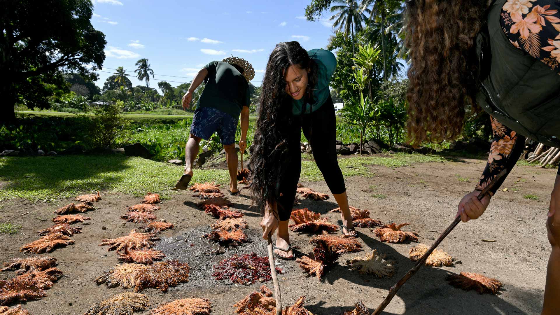 إكليل الشوك يهدد الشعاب المرجانية في جزر كوك بالمحيط الهادي 