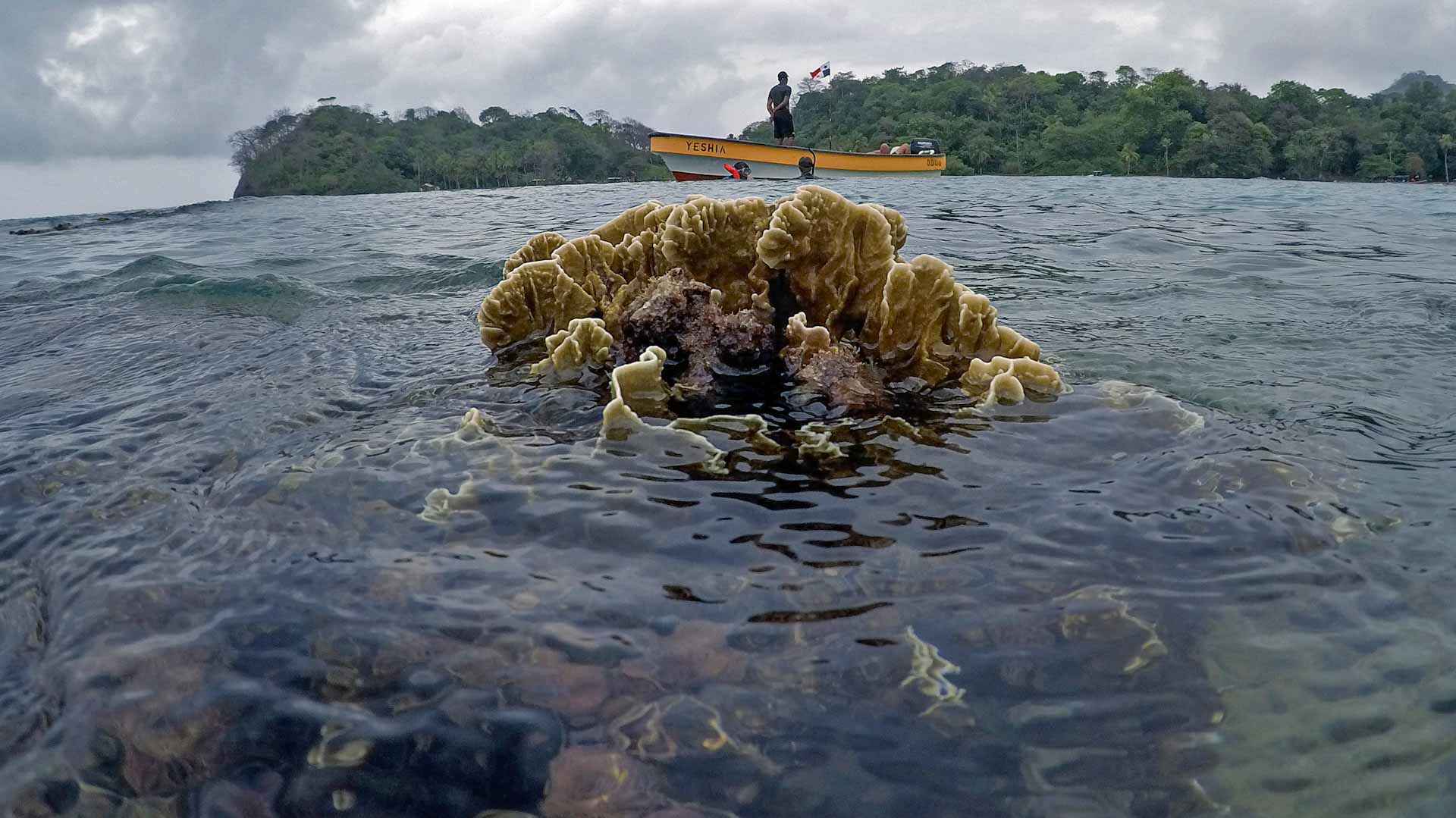 الحاجز المرجاني العظيم في أستراليا يخسر معركته مع التغير المناخي
