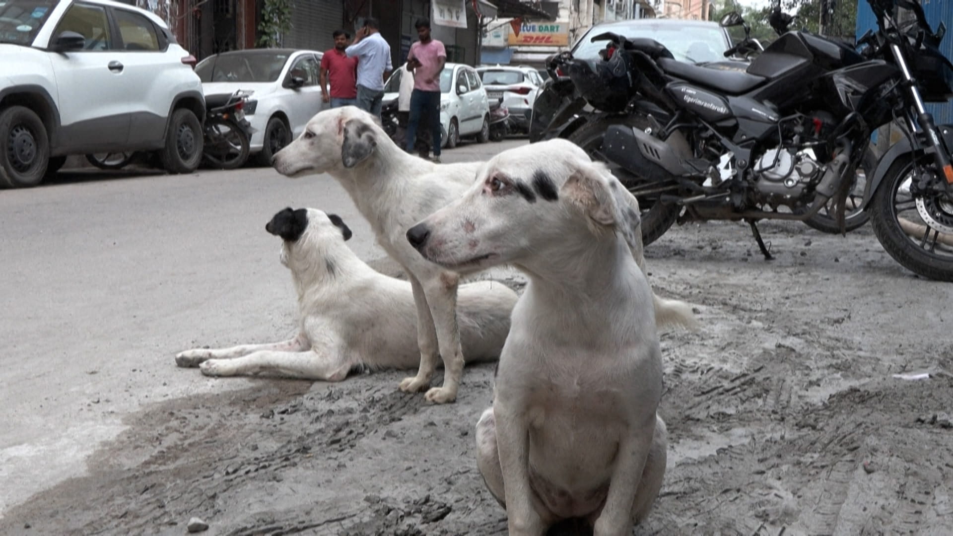 المحكمة العليا في الهند تأمر بجمع الكلاب الضالة في دلهي 