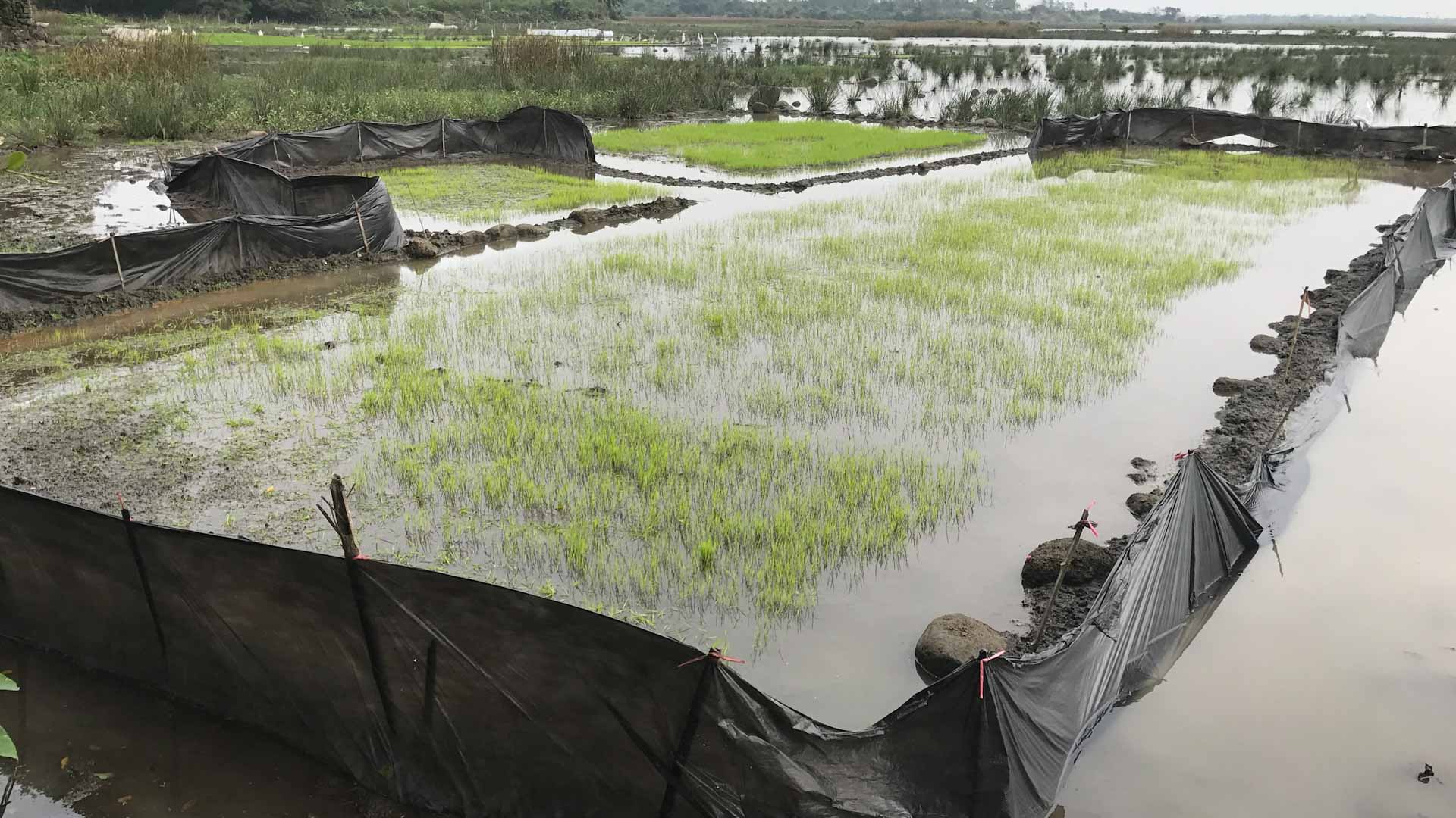 علماء: 20% من الأراضي الرطبة مهددة بالاختفاء بحلول 2050 