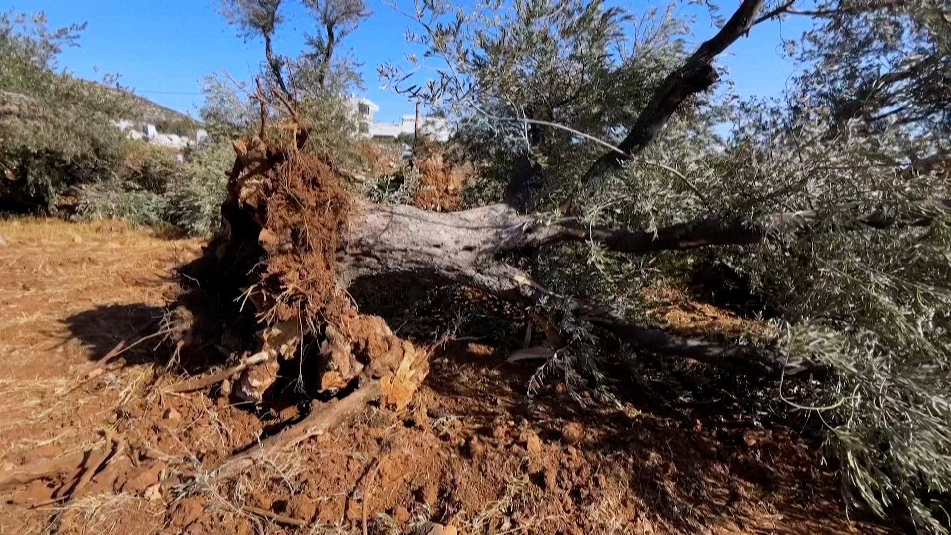 جرافات إسرائيلية تقتلع مئات الأشجار في قرية فلسطينية بالضفةالغربية 