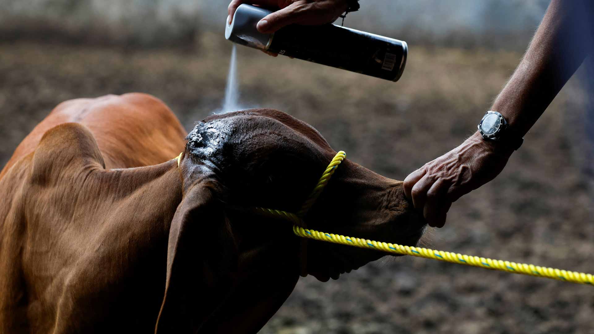 بعد الفحوص.. أميركا تعلن عن أول إصابة بشرية بداء الدودة الحلزونية 