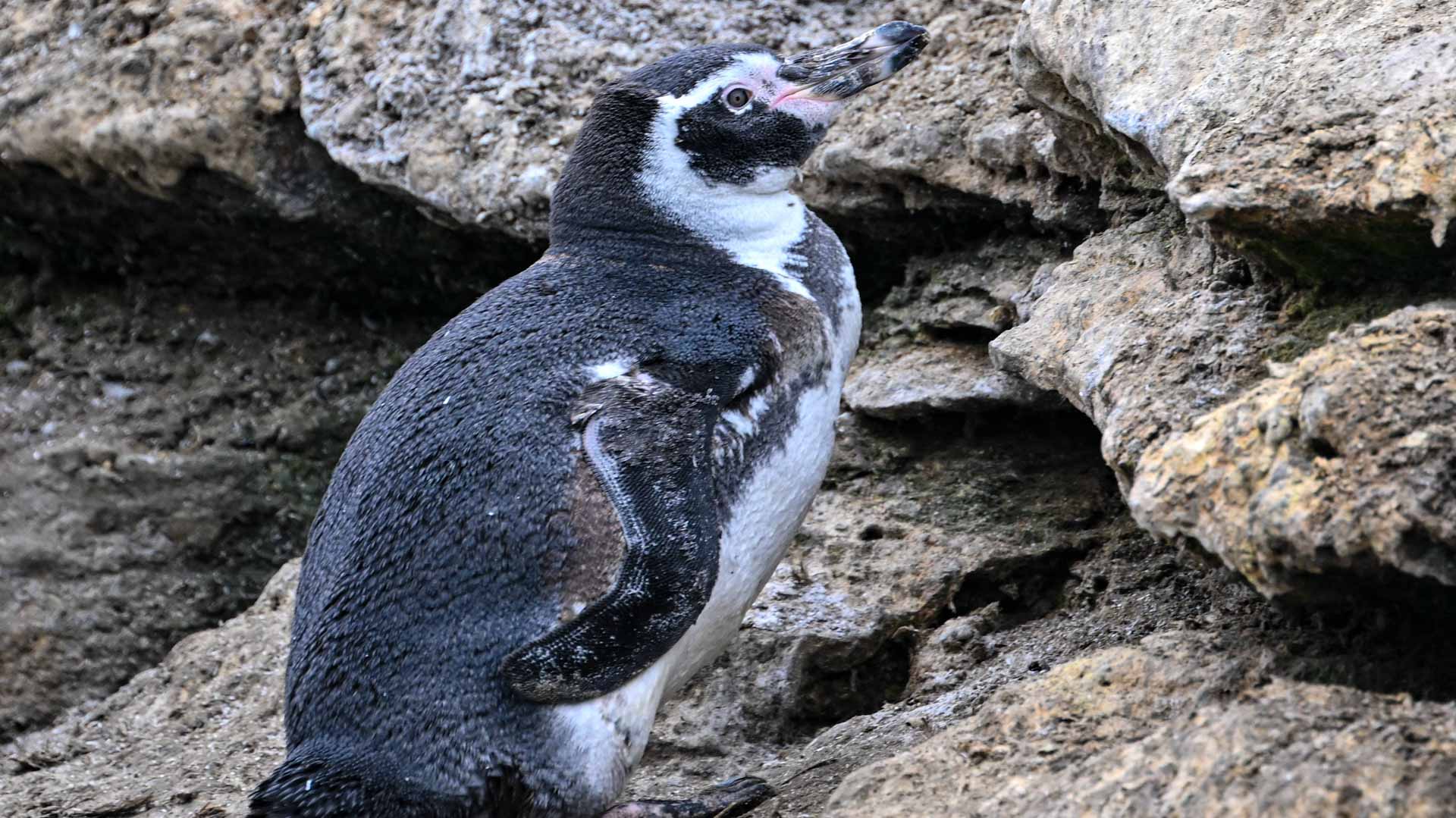 Penguins line up for bird flu vaccinations in Paris 