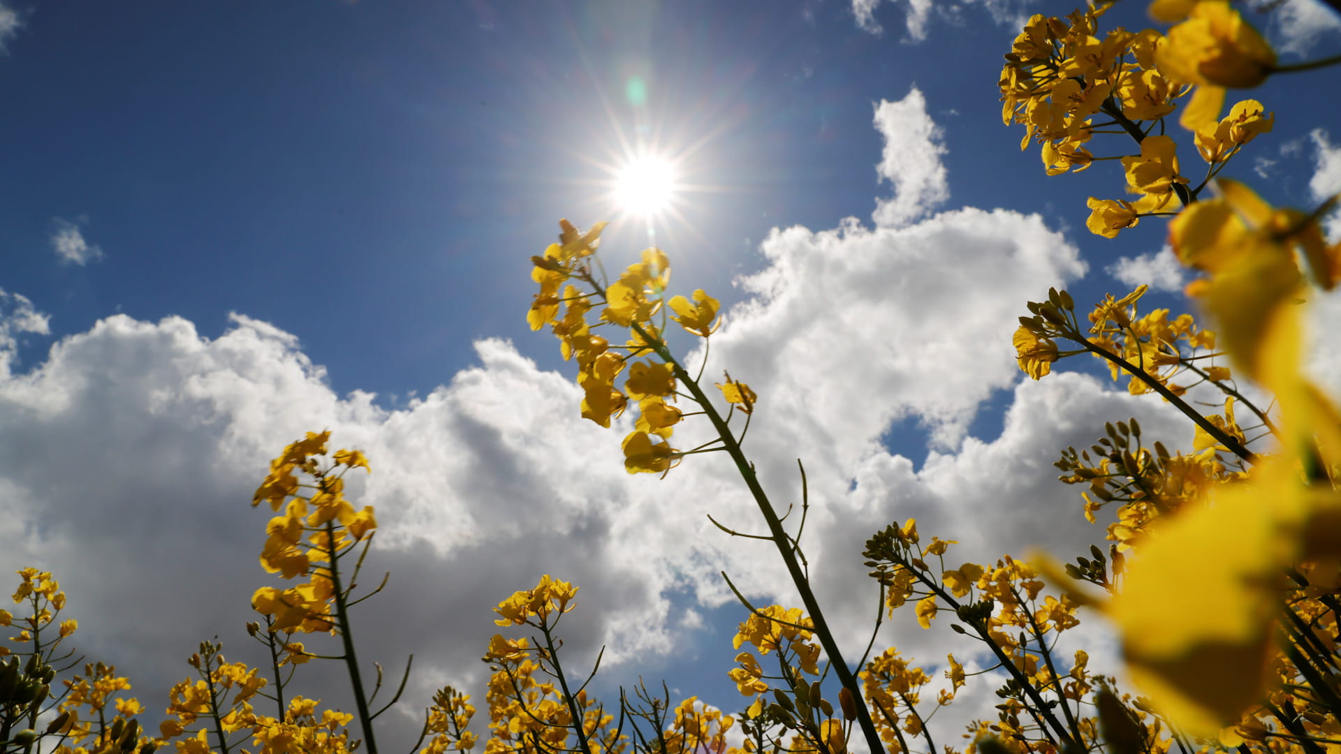 في تقرير إحصائي..2025 سيكون ثاني أعلى الأعوام حرارة على الإطلاق