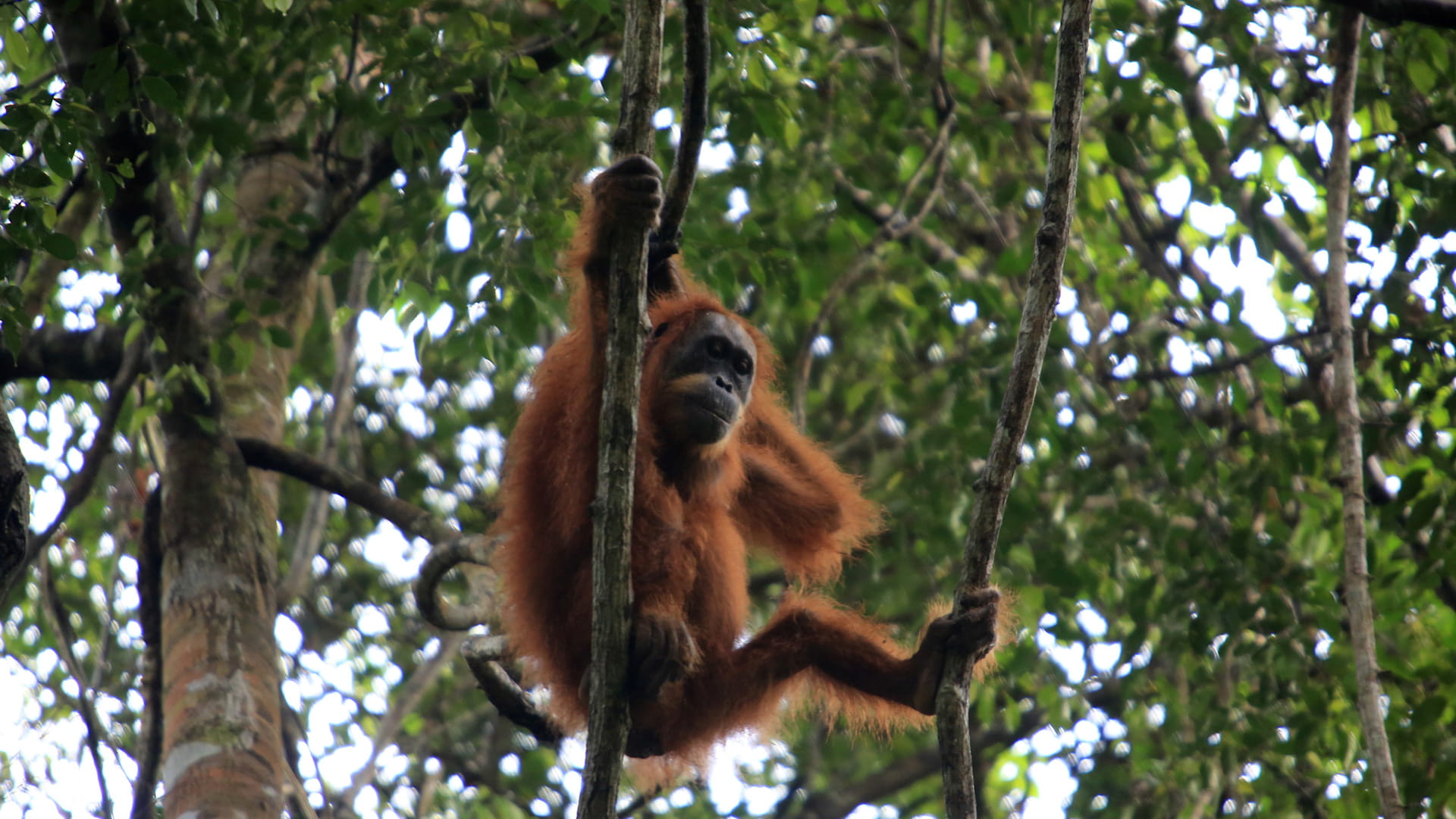 "إنسان الغاب"مهدد بالانقراض بعد تدمير موئله جراء فيضانات إندونيسيا 