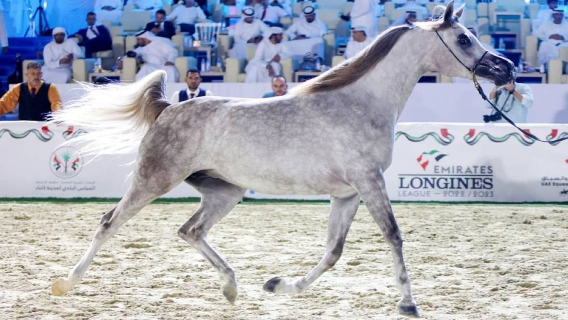 "مهرجان الشارقة كلباء" السابع للجواد العربي ينطلق الجمعة 